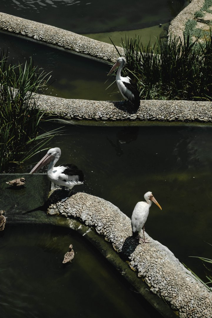 Wings of Asia - Paddy Field