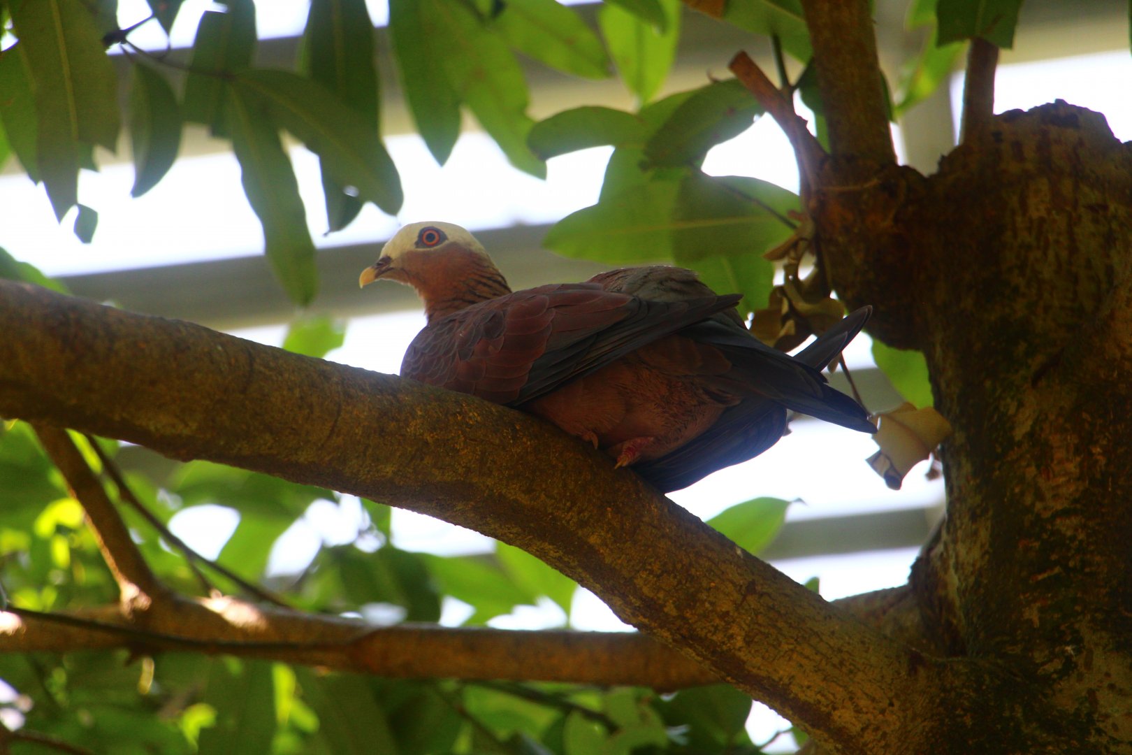 Wings of Asia - Pale-capped Pigeon