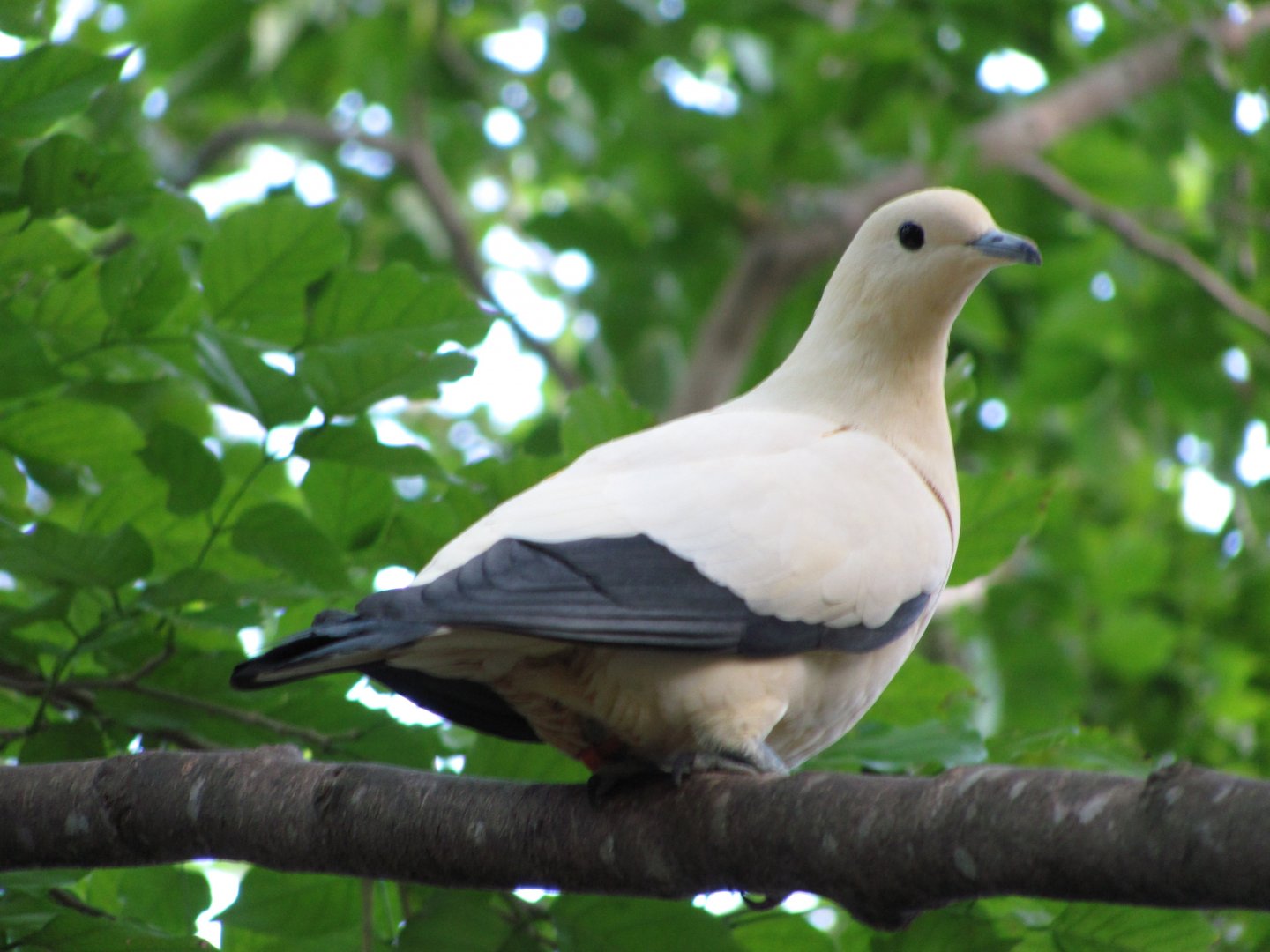 Wings of Asia Pied Imperial Pigeon