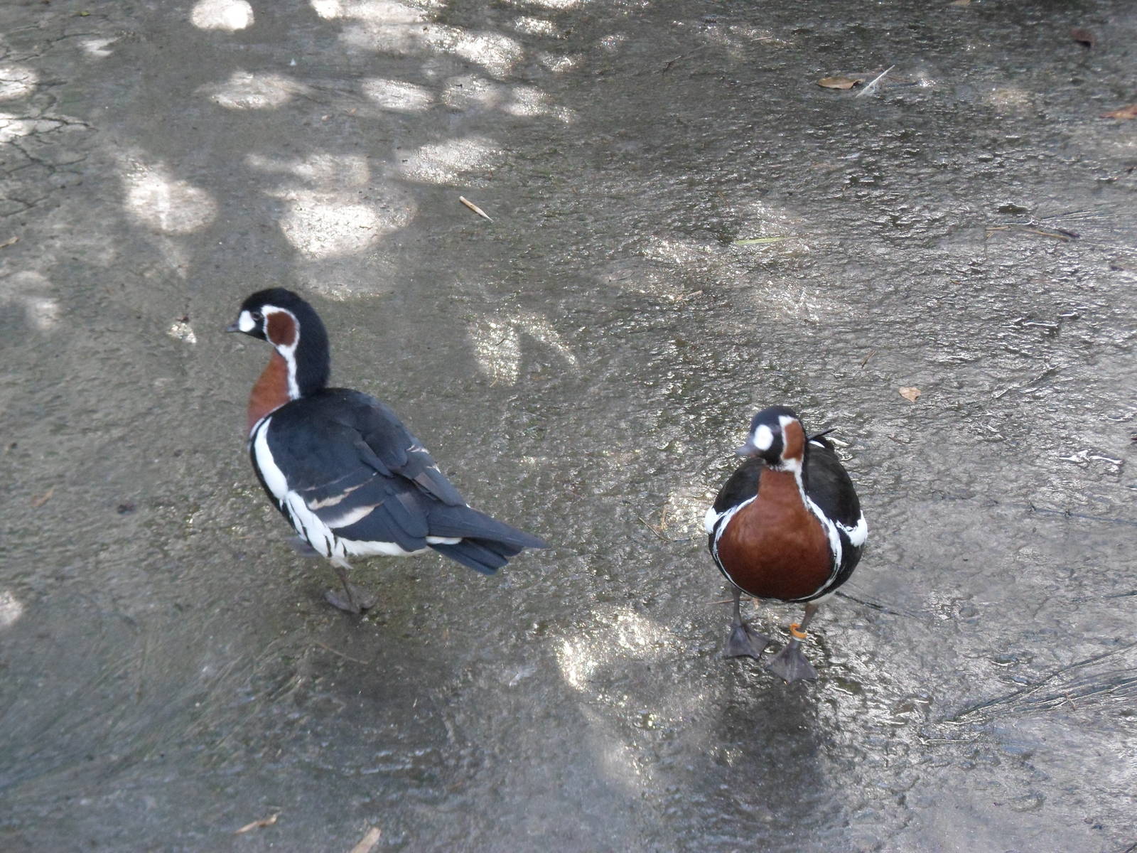 Wings of Asia Red-Breasted Geese