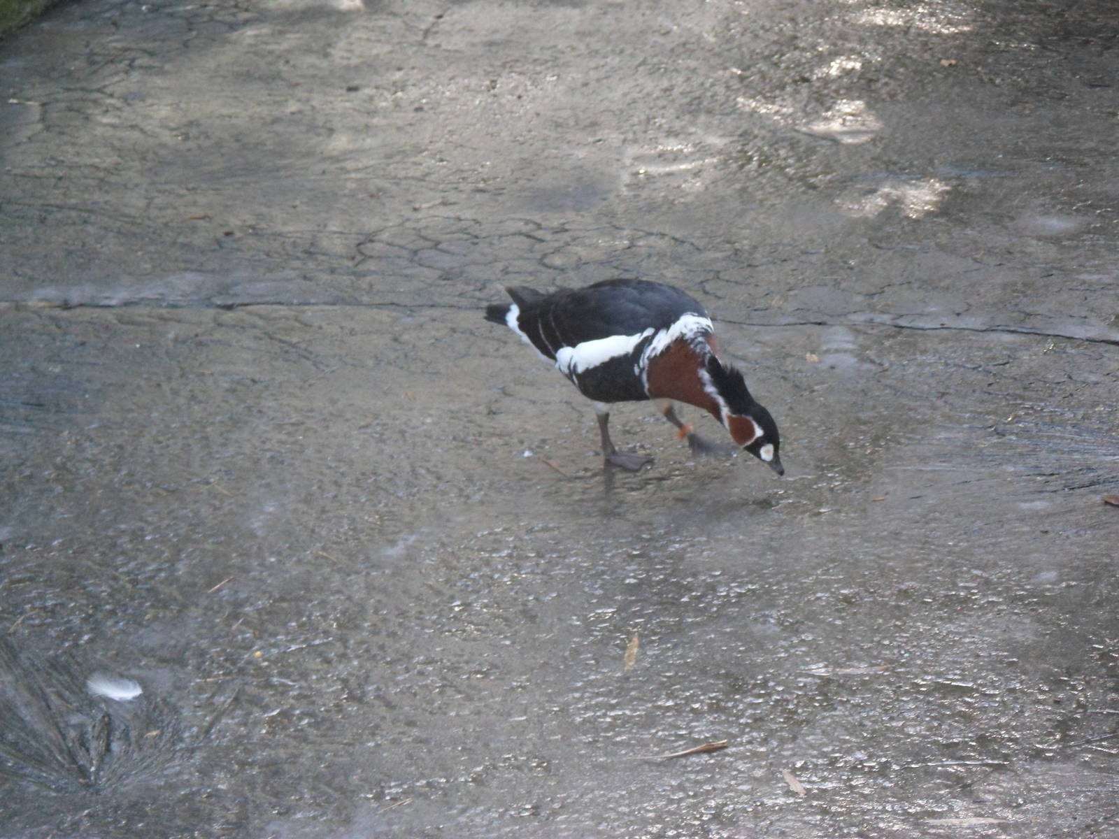 Wings of Asia Red-Breasted Goose