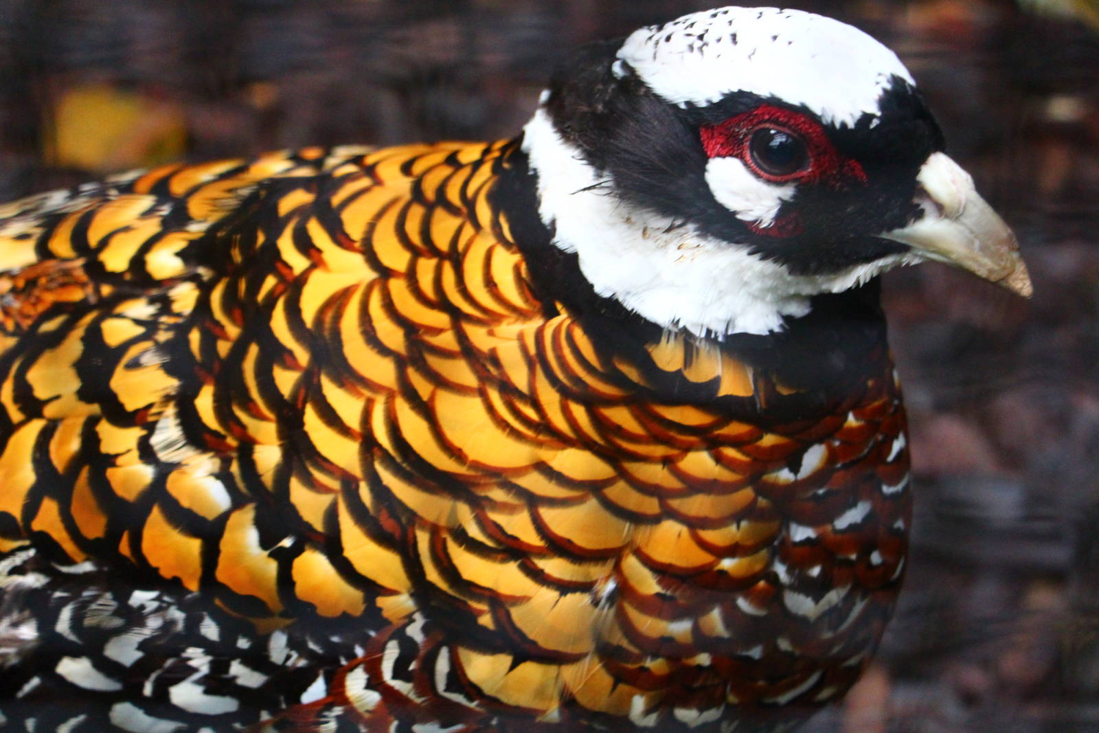 Wings of Asia - Reeve's Pheasant