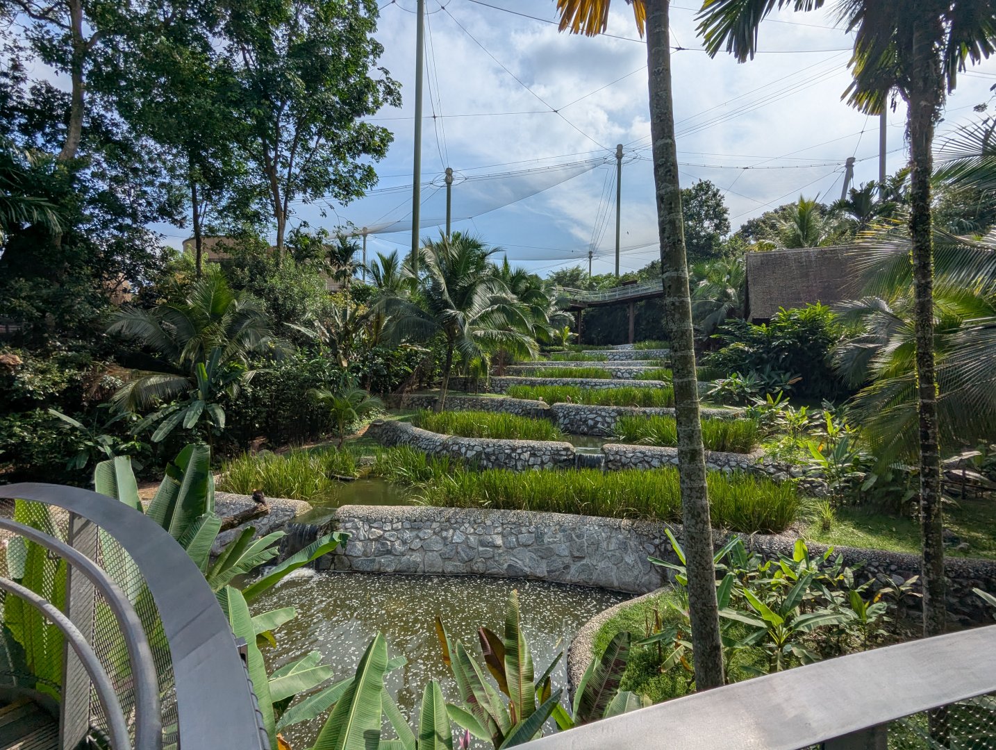 Wings of Asia Rice Paddies from the Bottom