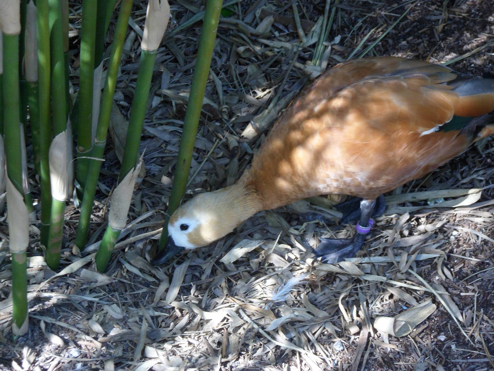 Wings of Asia Ruddy Shelduck