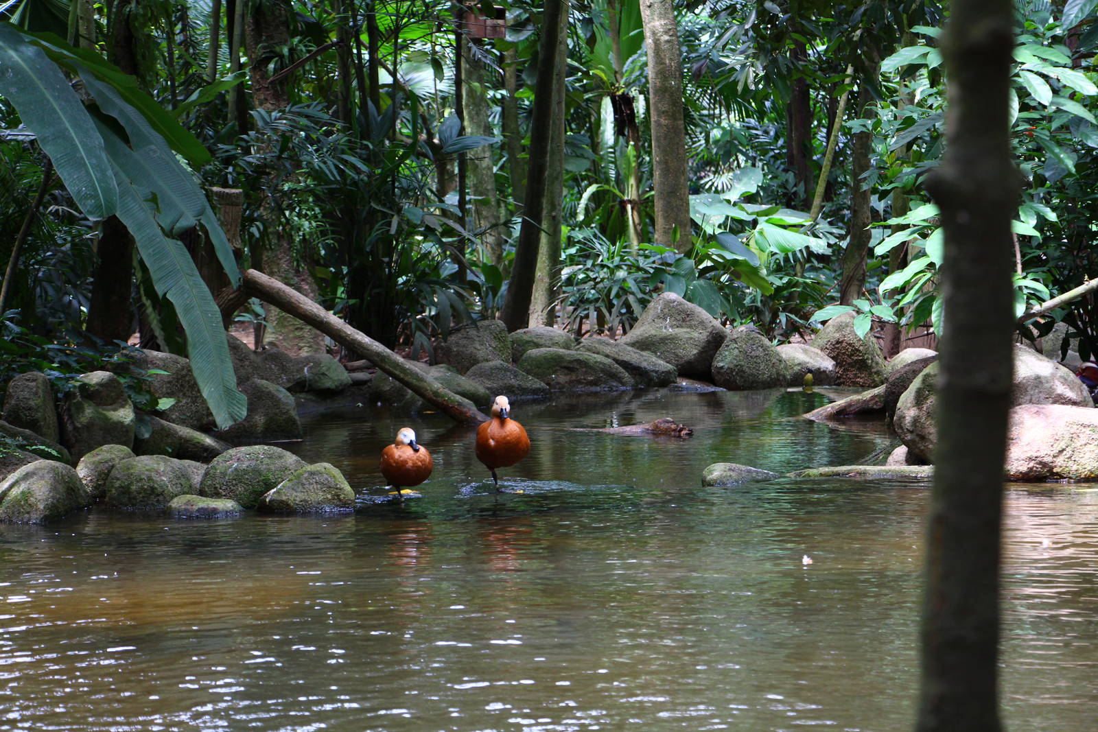 Wings of Asia - Ruddy Shelducks
