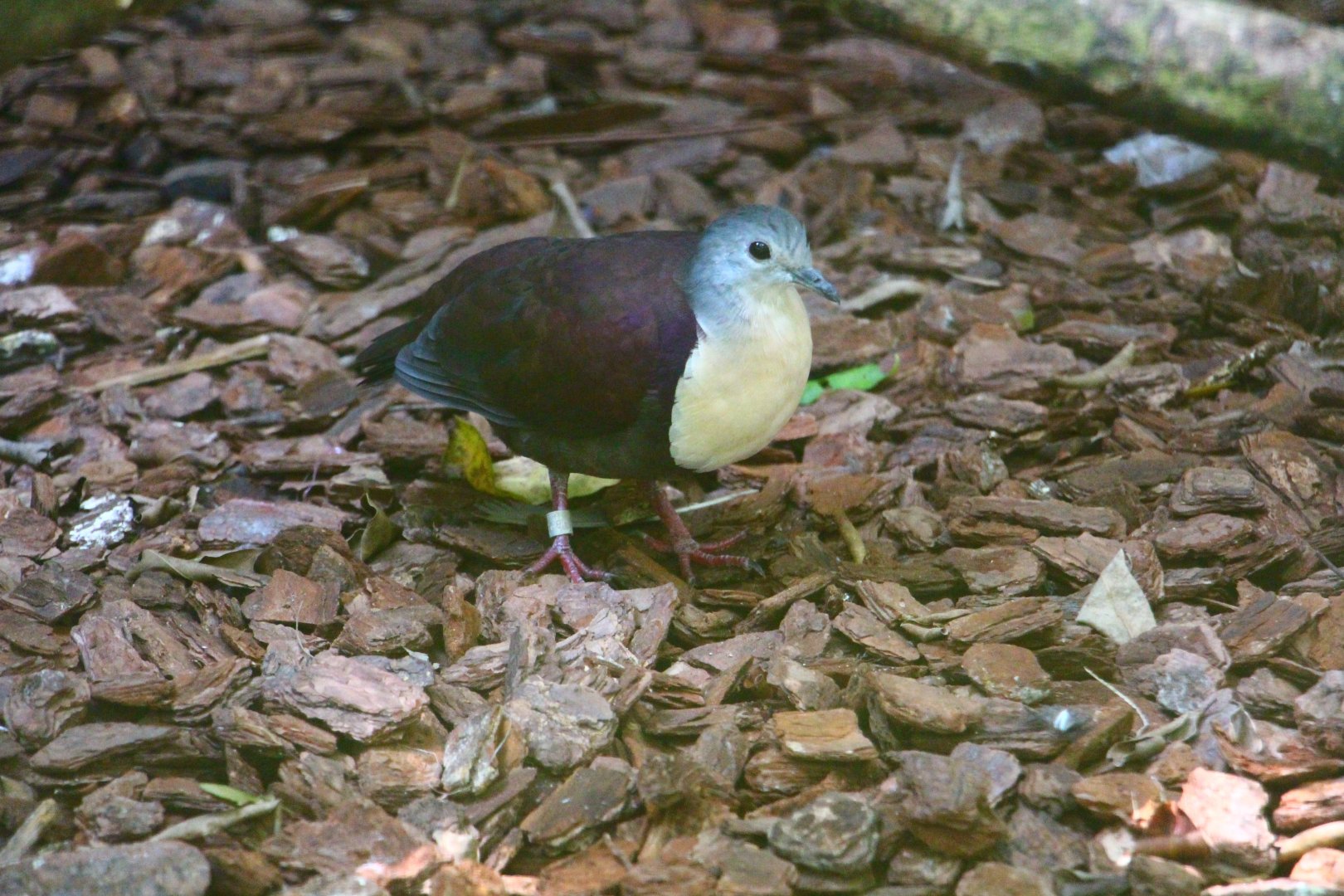 Wings of Asia - Santa Cruz Ground Dove