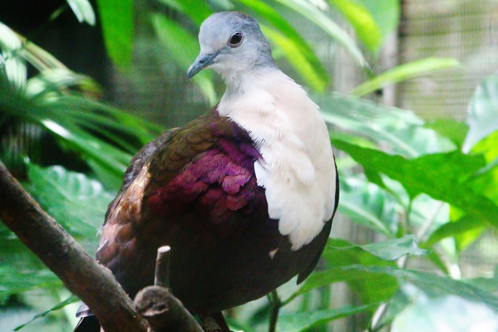 Wings of Asia - Santa Cruz Ground Dove