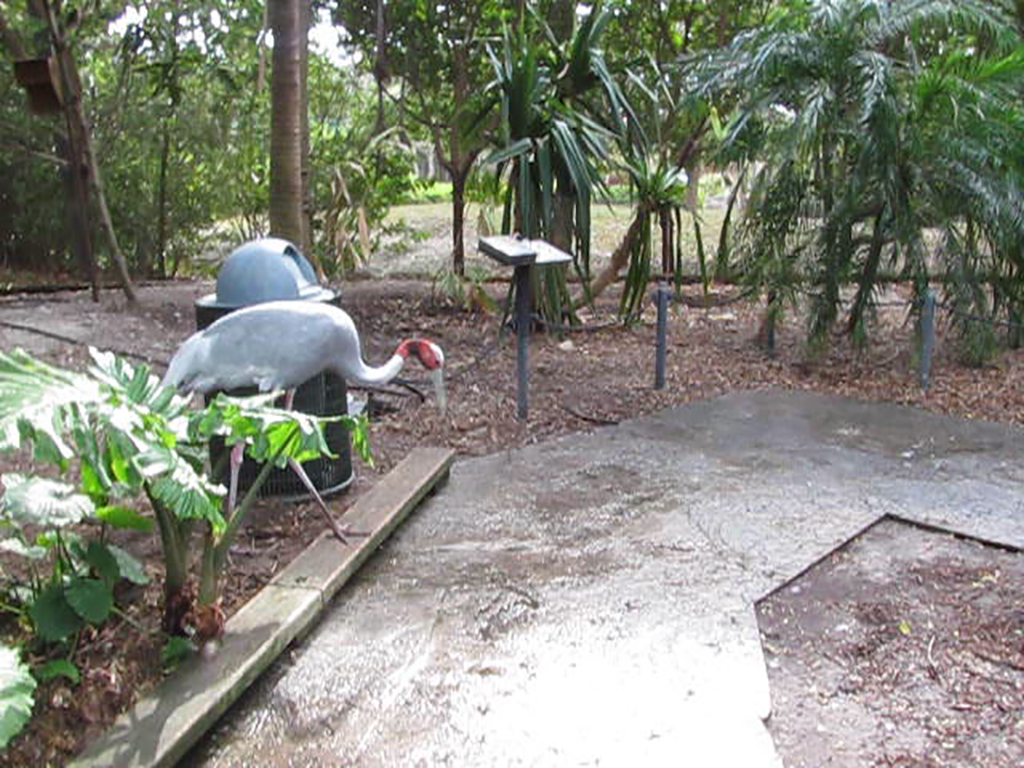 Wings of Asia Sarus Crane Back on Path