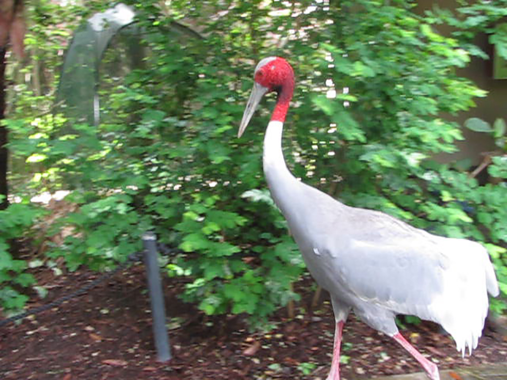 Wings of Asia Sarus Crane Passing By
