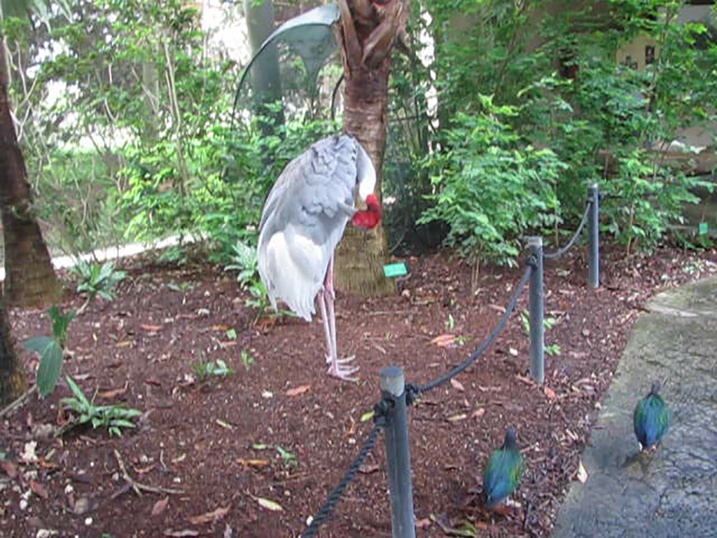 Wings of Asia Sarus Crane Preening