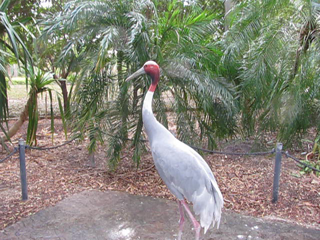 Wings of Asia Sarus Crane Side View