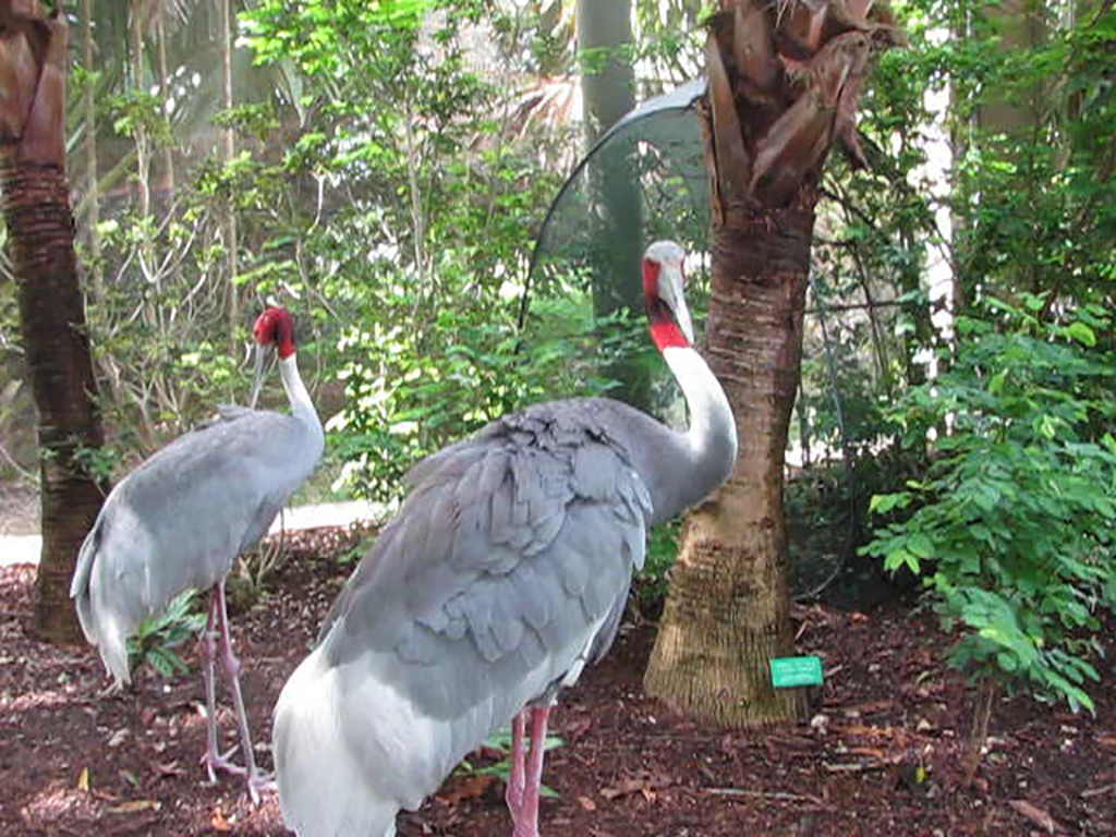 Wings of Asia Sarus Crane Staring Me Down