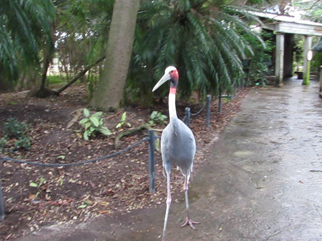 Wings of Asia Sarus Crane Walks Straight Towards Me!