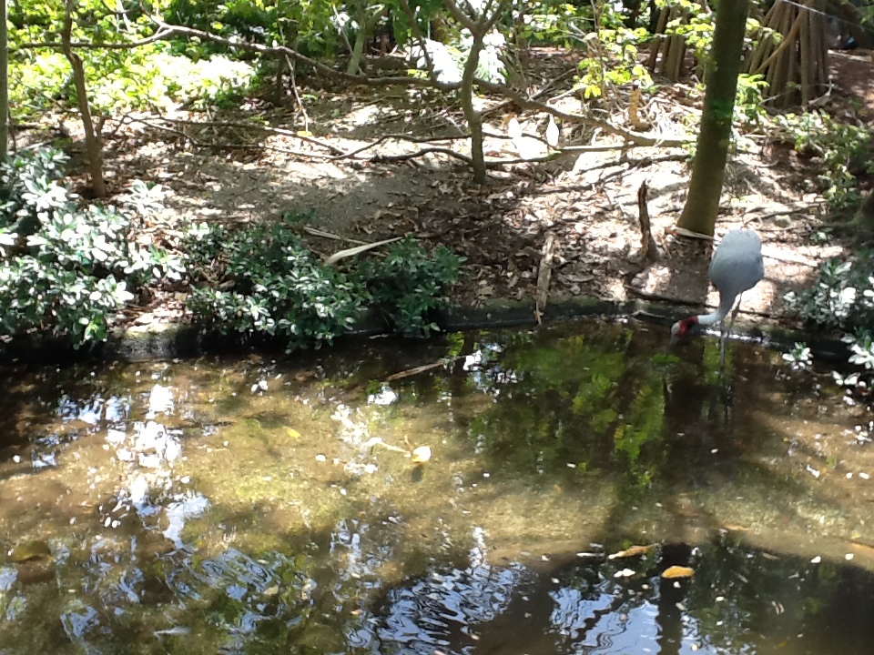 Wings of Asia - Sarus Crane