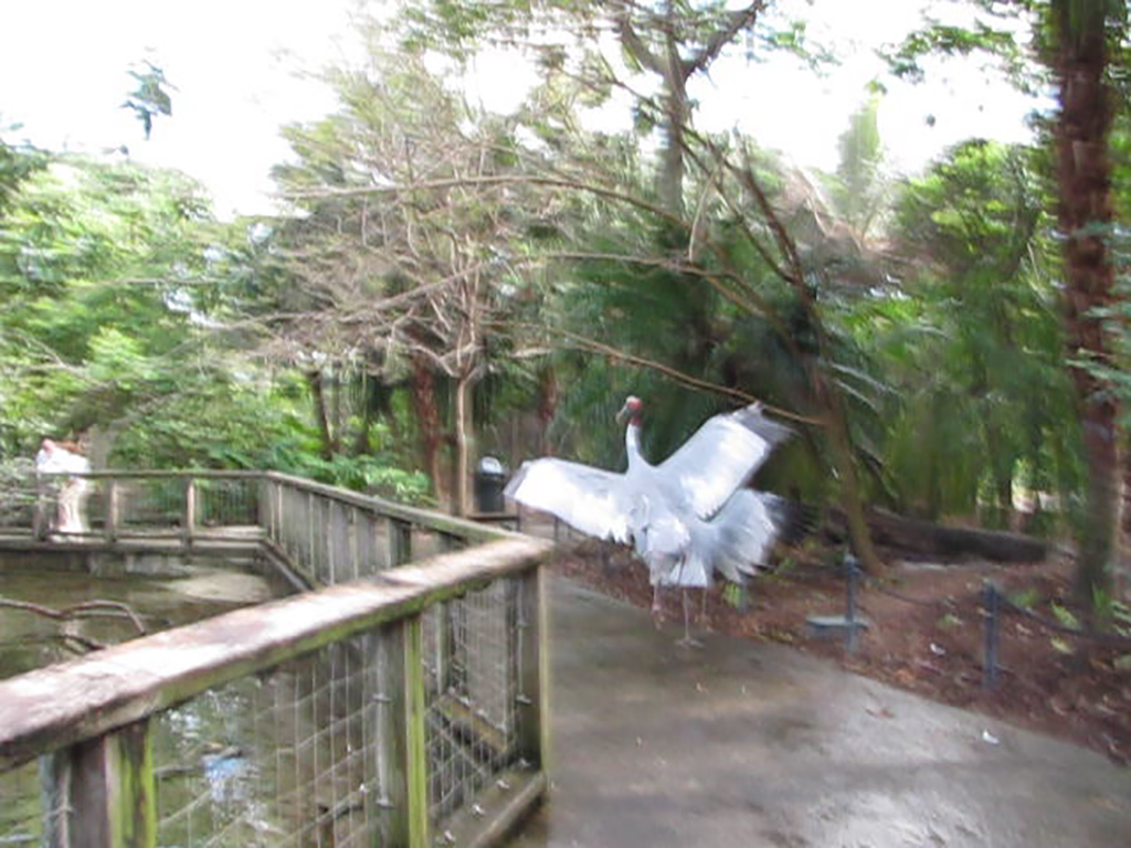 Wings of Asia Sarus Cranes Dancing on Path