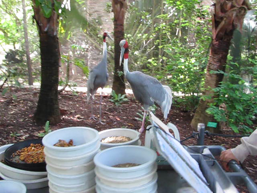 Wings of Asia Sarus Cranes Getting Ready for Breakfast