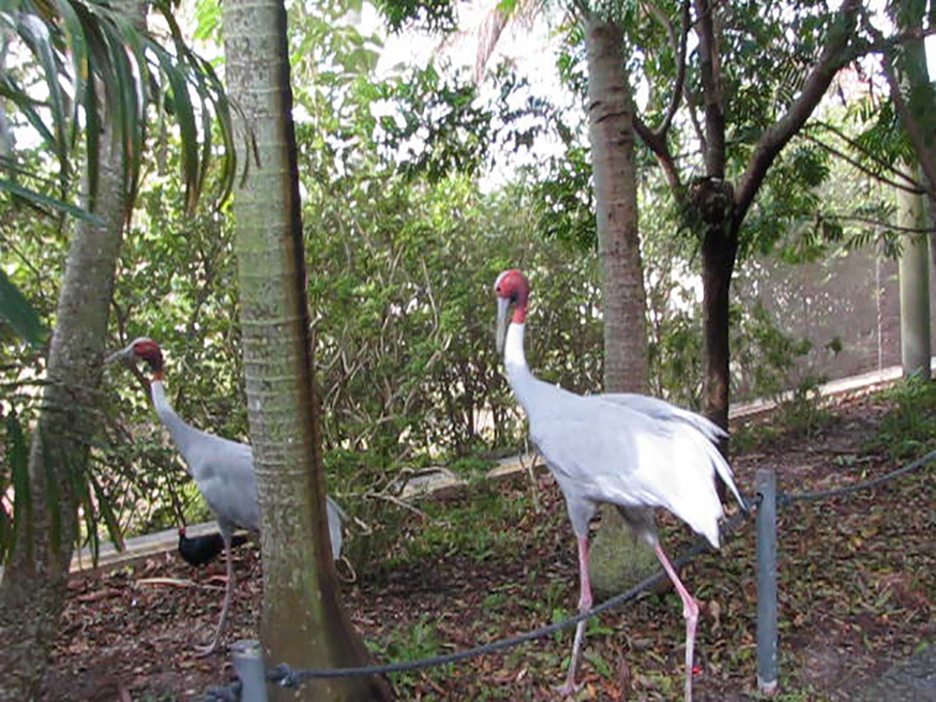 Wings of Asia Sarus Cranes Leaving Path
