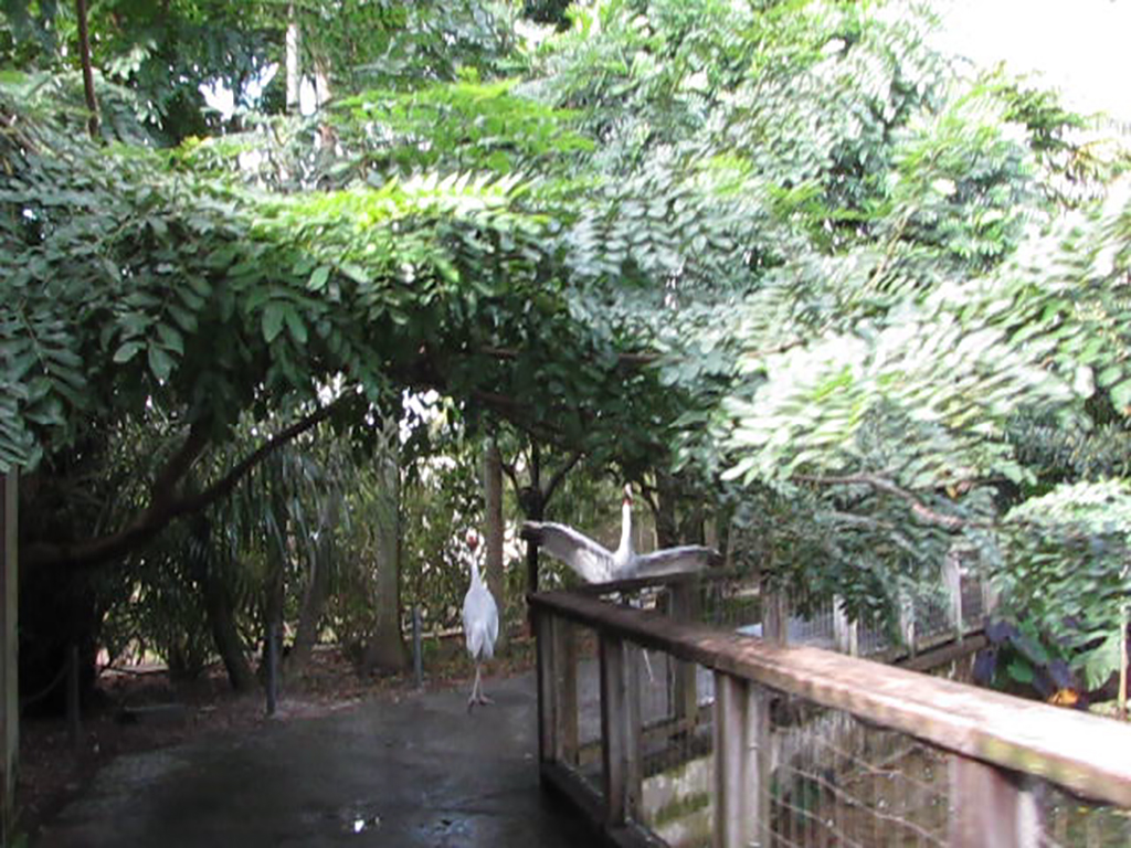 Wings of Asia Sarus Cranes on Path