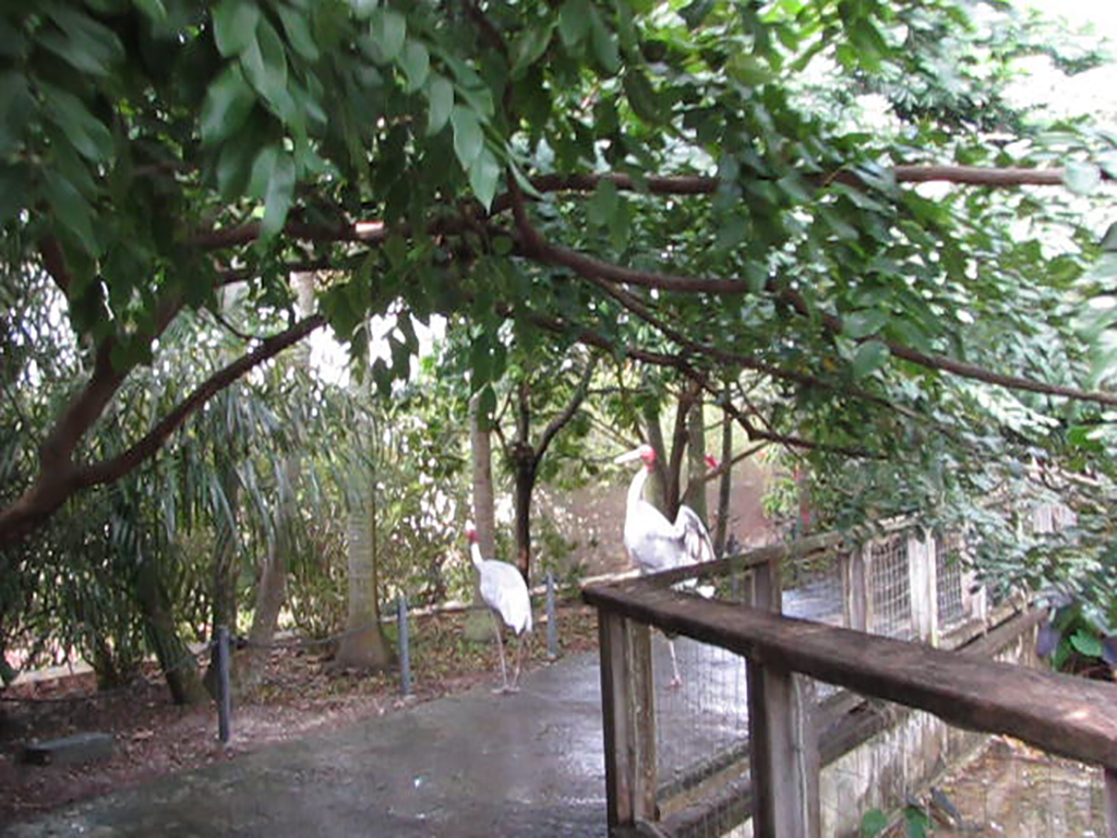 Wings of Asia Sarus Cranes on Path
