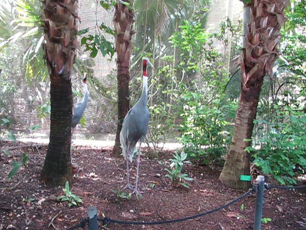 Wings of Asia Sarus Cranes on the Breakfast Lookout