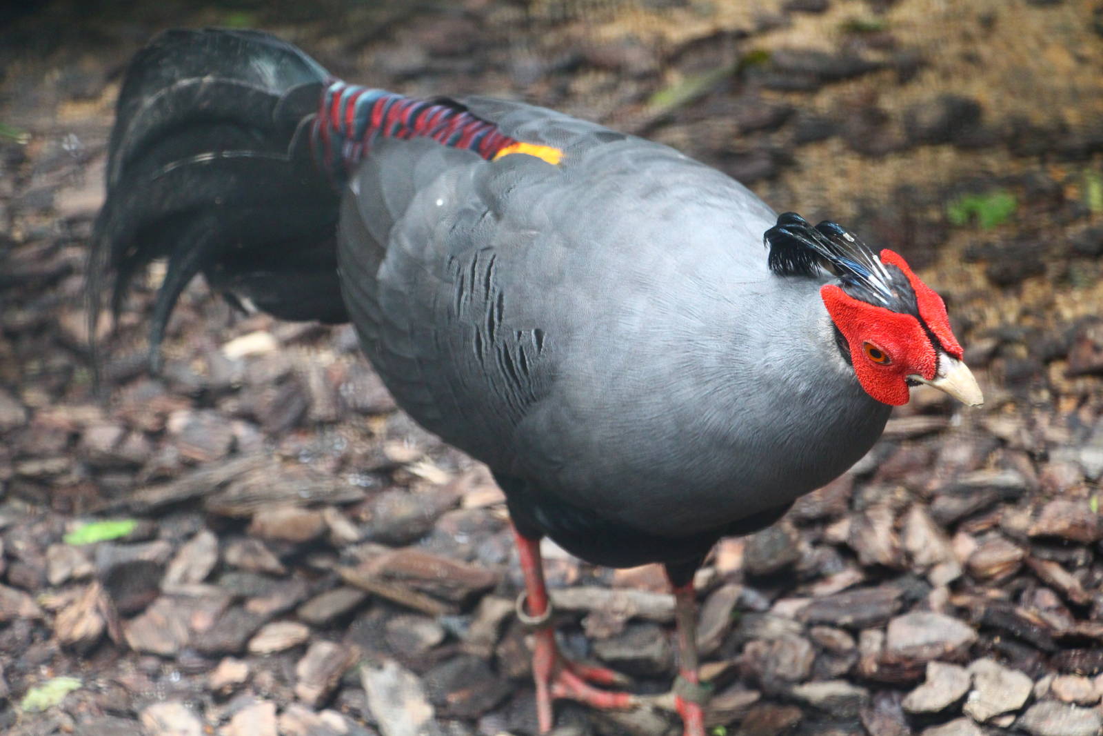Wings of Asia - Siamese Fireback