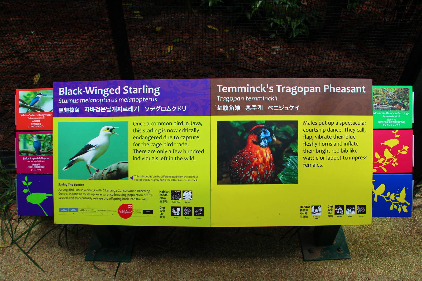 Wings of Asia - Signage