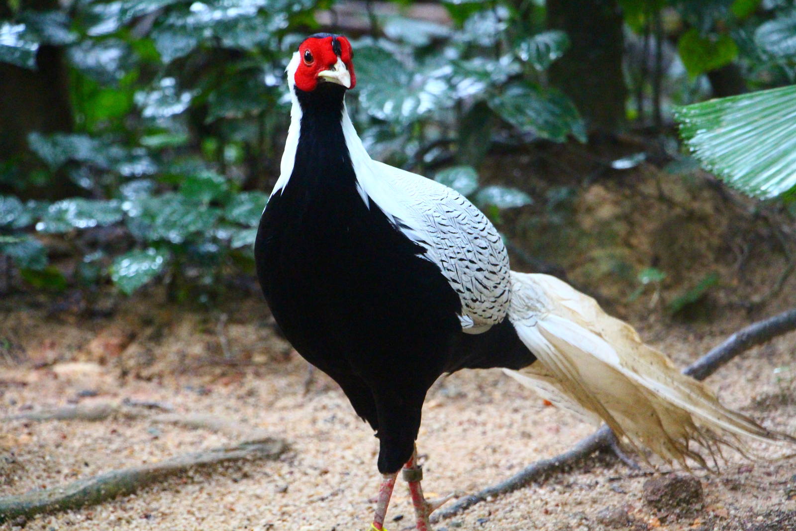 Wings of Asia - Silver Pheasant