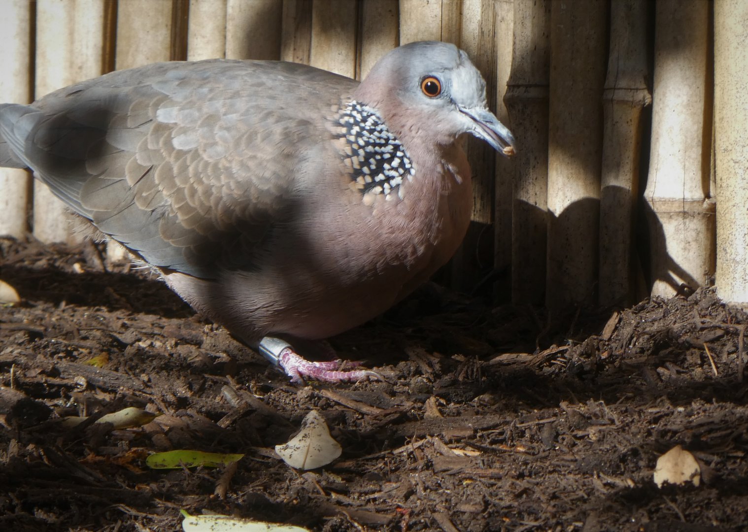 Wings of Asia - Spotted Dove