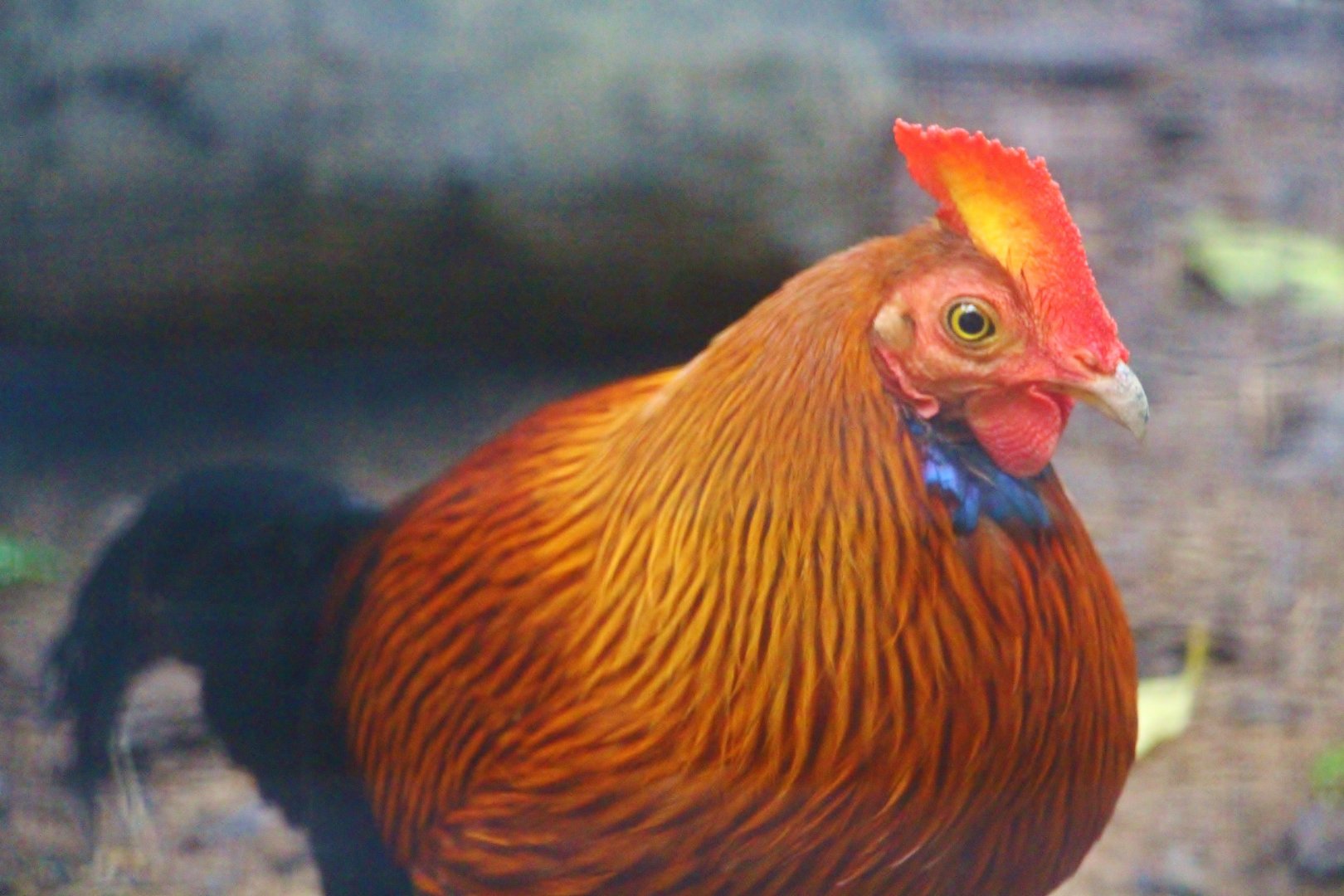 Wings of Asia - Sri Lankan Junglefowl