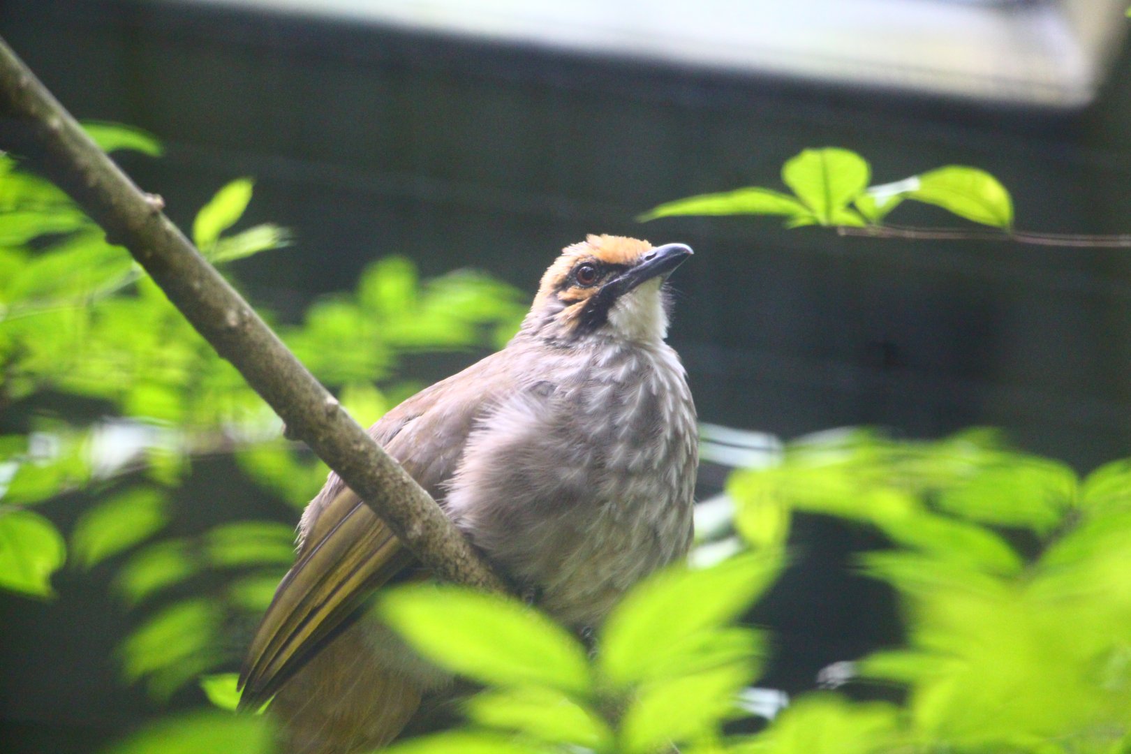 Wings of Asia - Straw-headed Bulbul