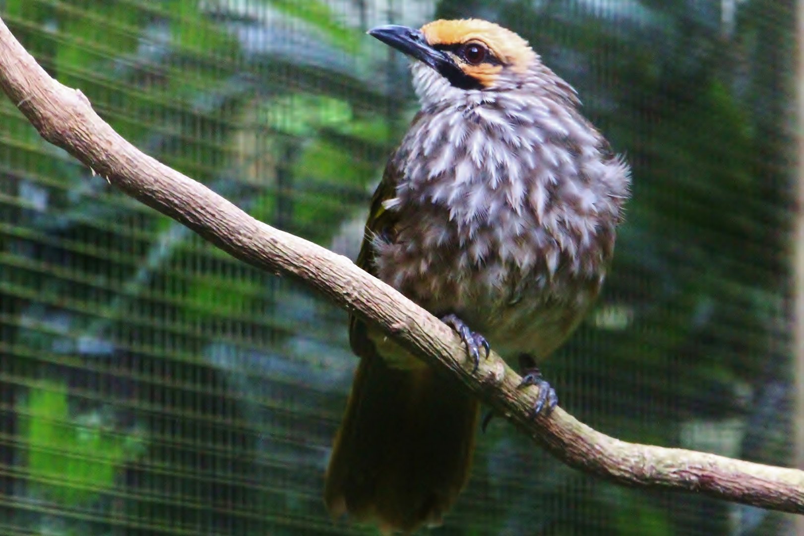 Wings of Asia - Straw-headed Bulbul
