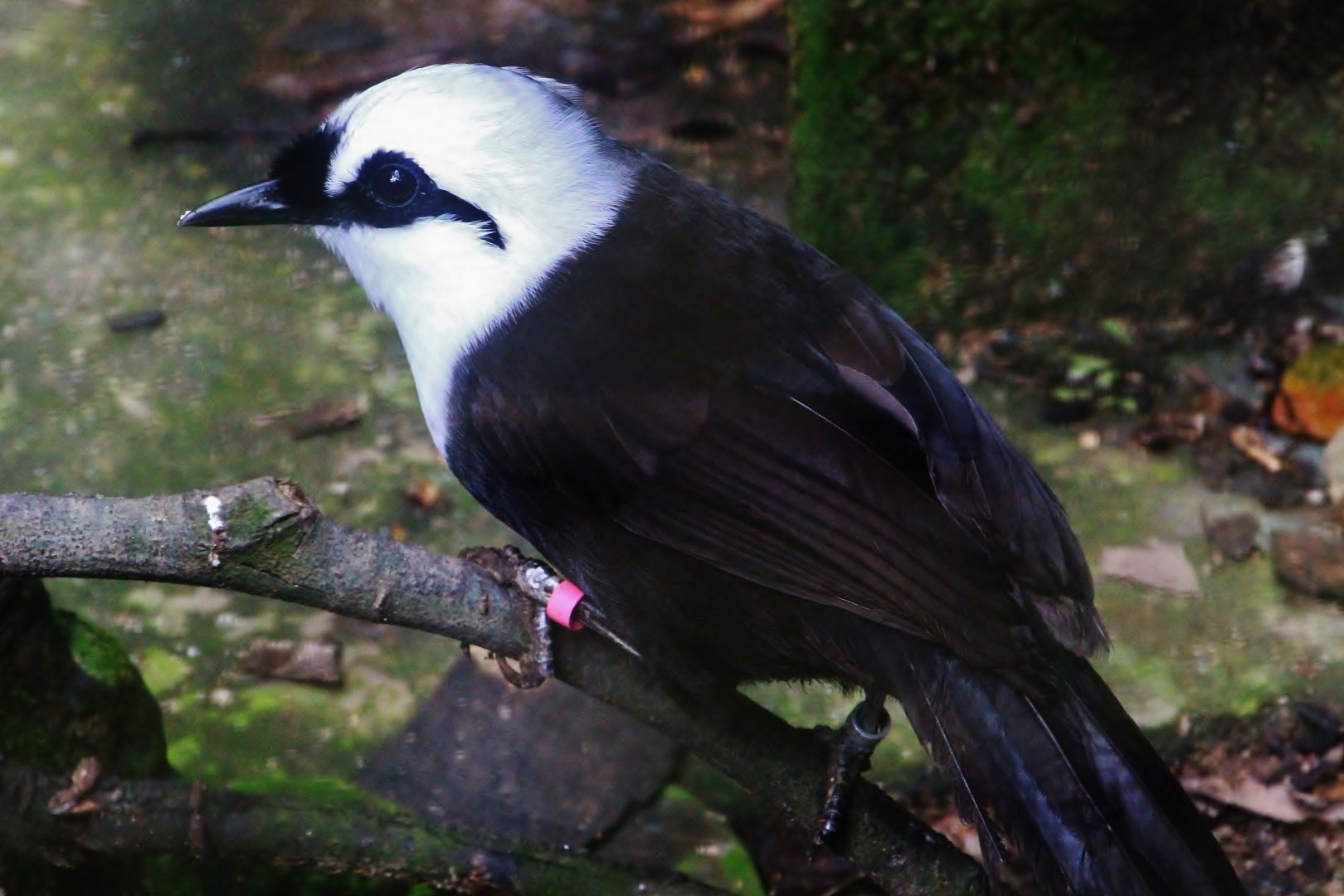 Wings of Asia - Sumatran Laughingthrush (Garrulax bicolor)