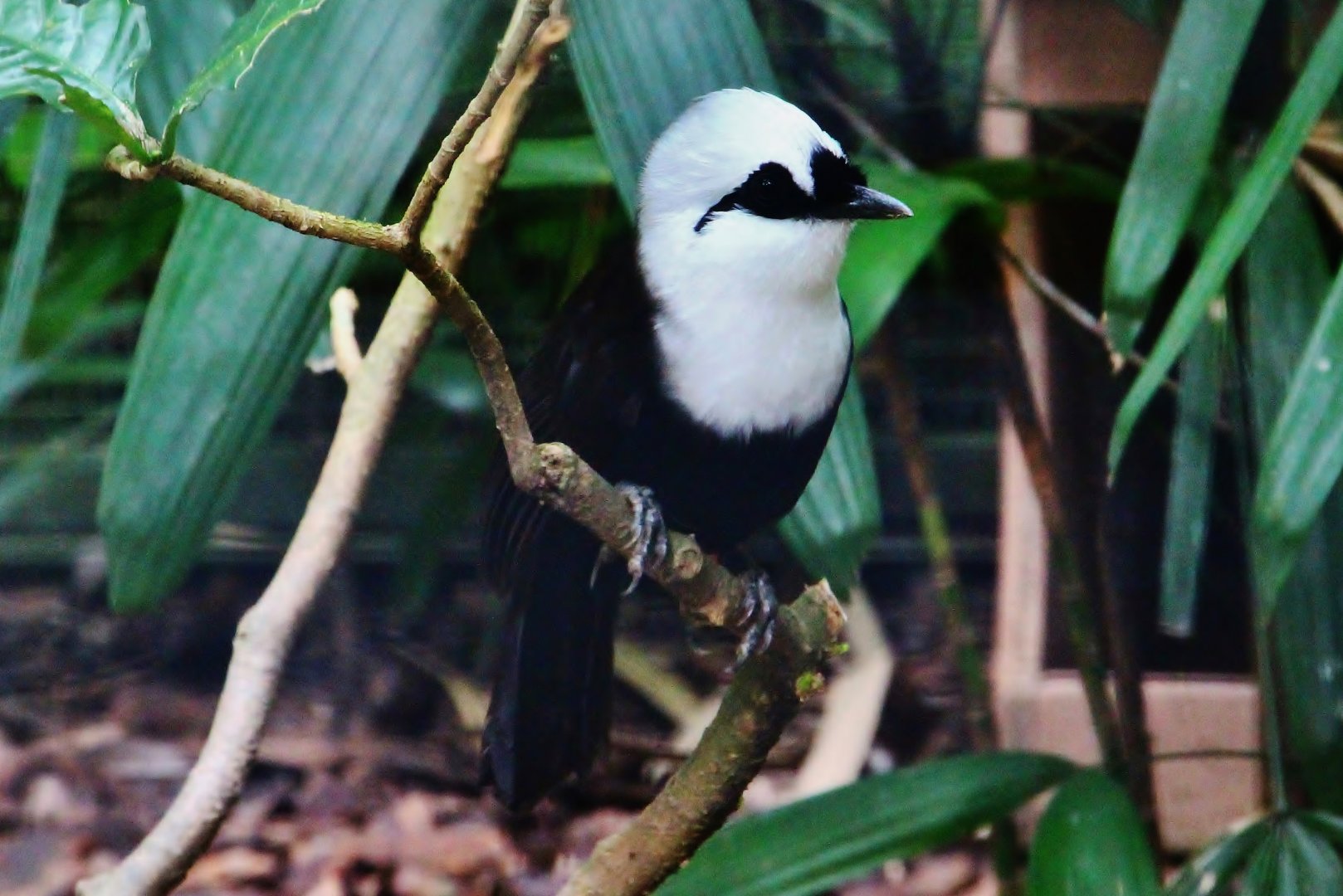 Wings of Asia - Sumatran Laughingthrush