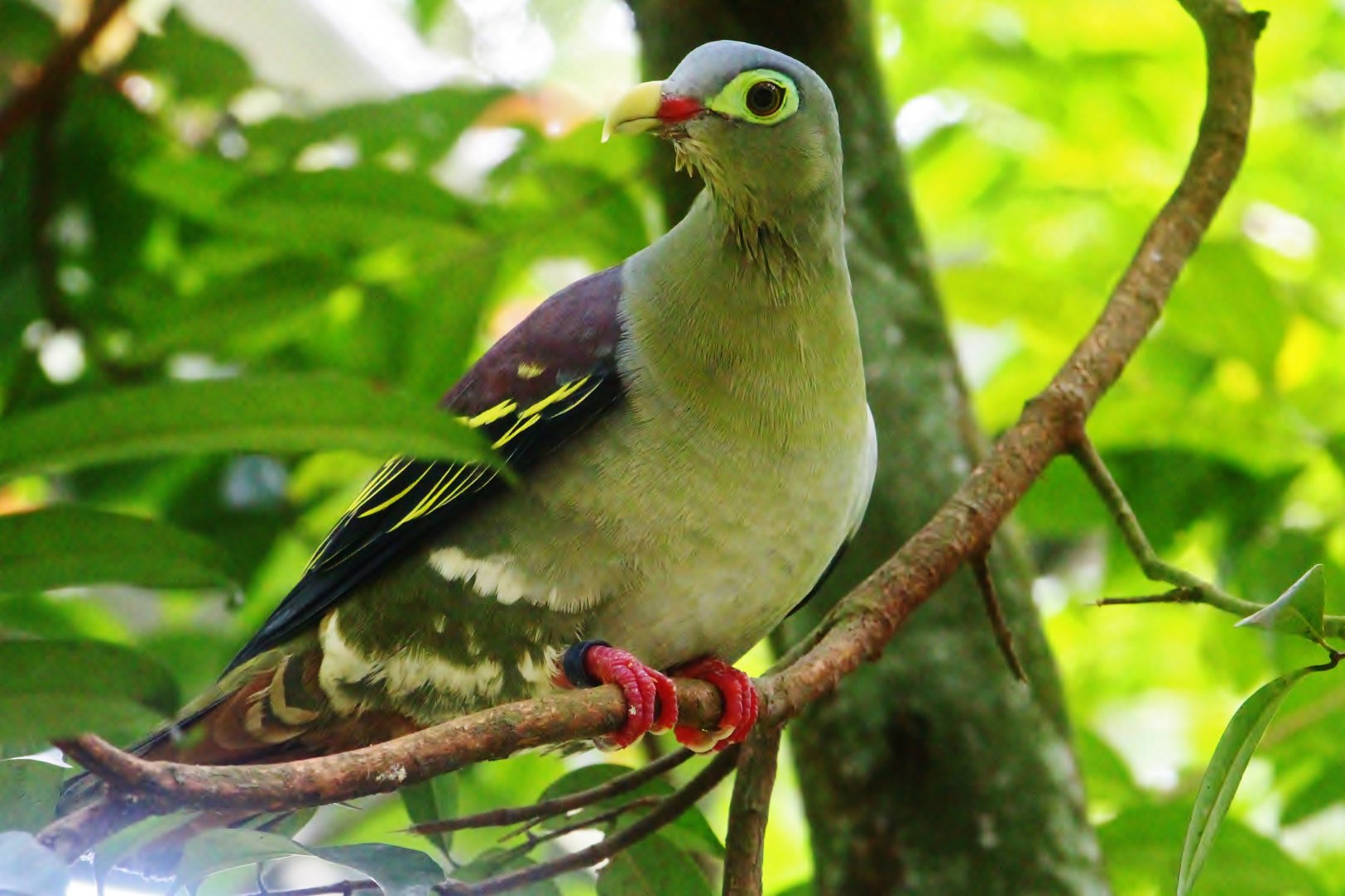 Wings of Asia - Thick-billed Green Pigeon (Treron curvirostra)