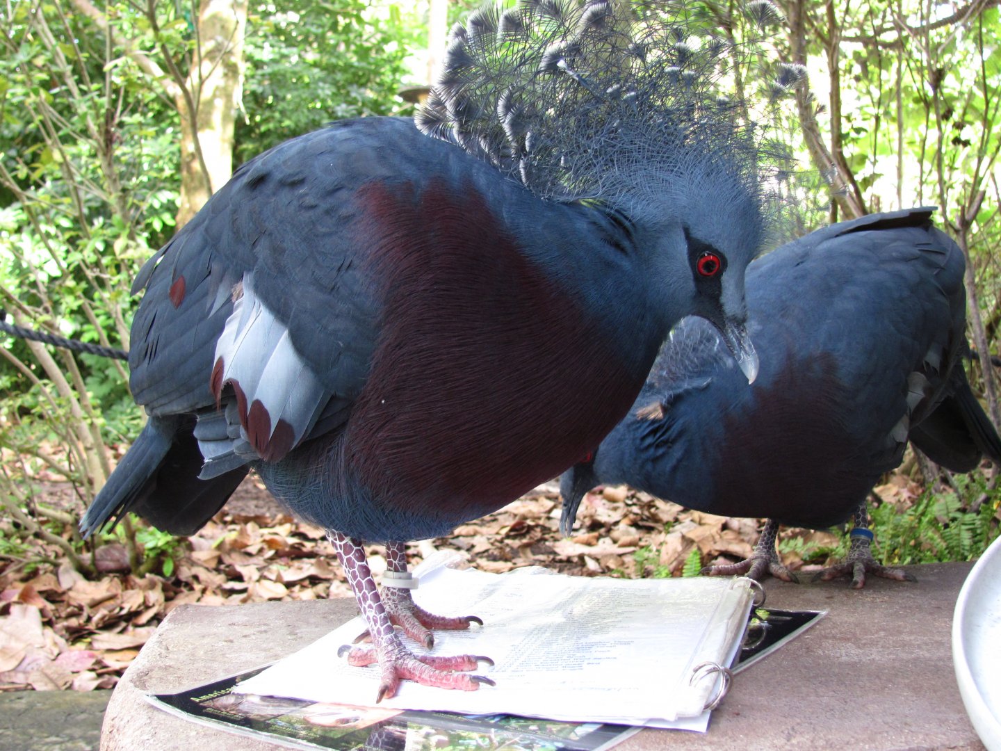 Wings of Asia Victoria Crowned Pigeons Closeup