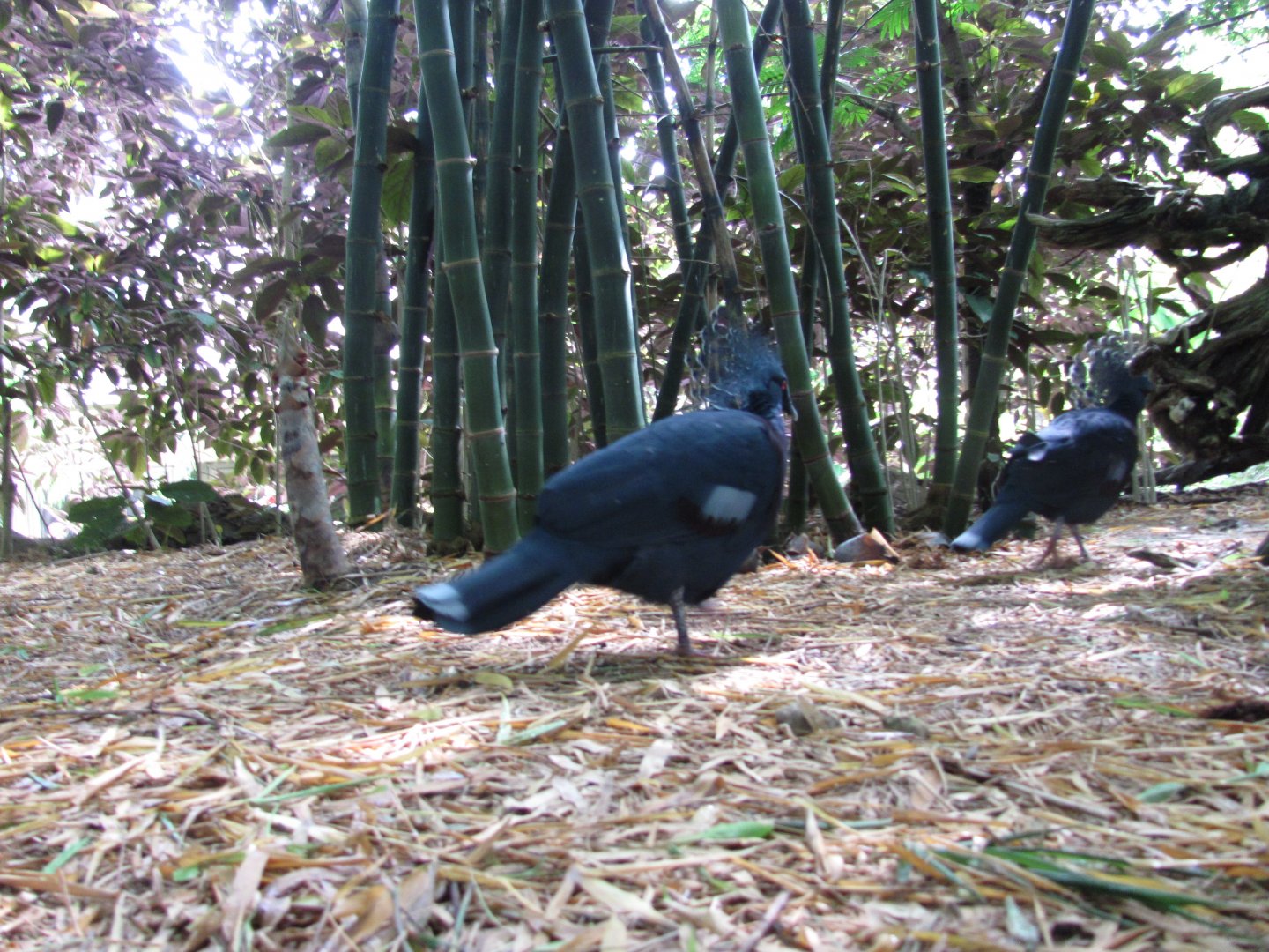 Wings of Asia Victoria Crowned Pigeons