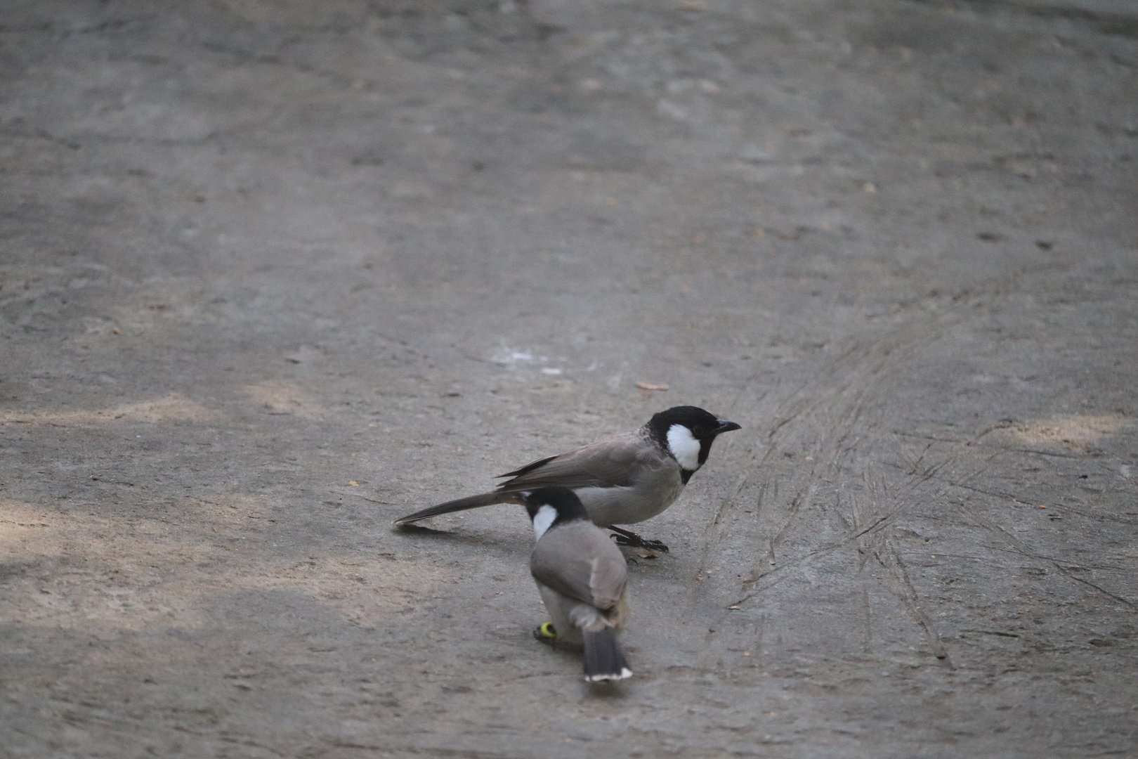 Wings of Asia - White-Eared Bulbul