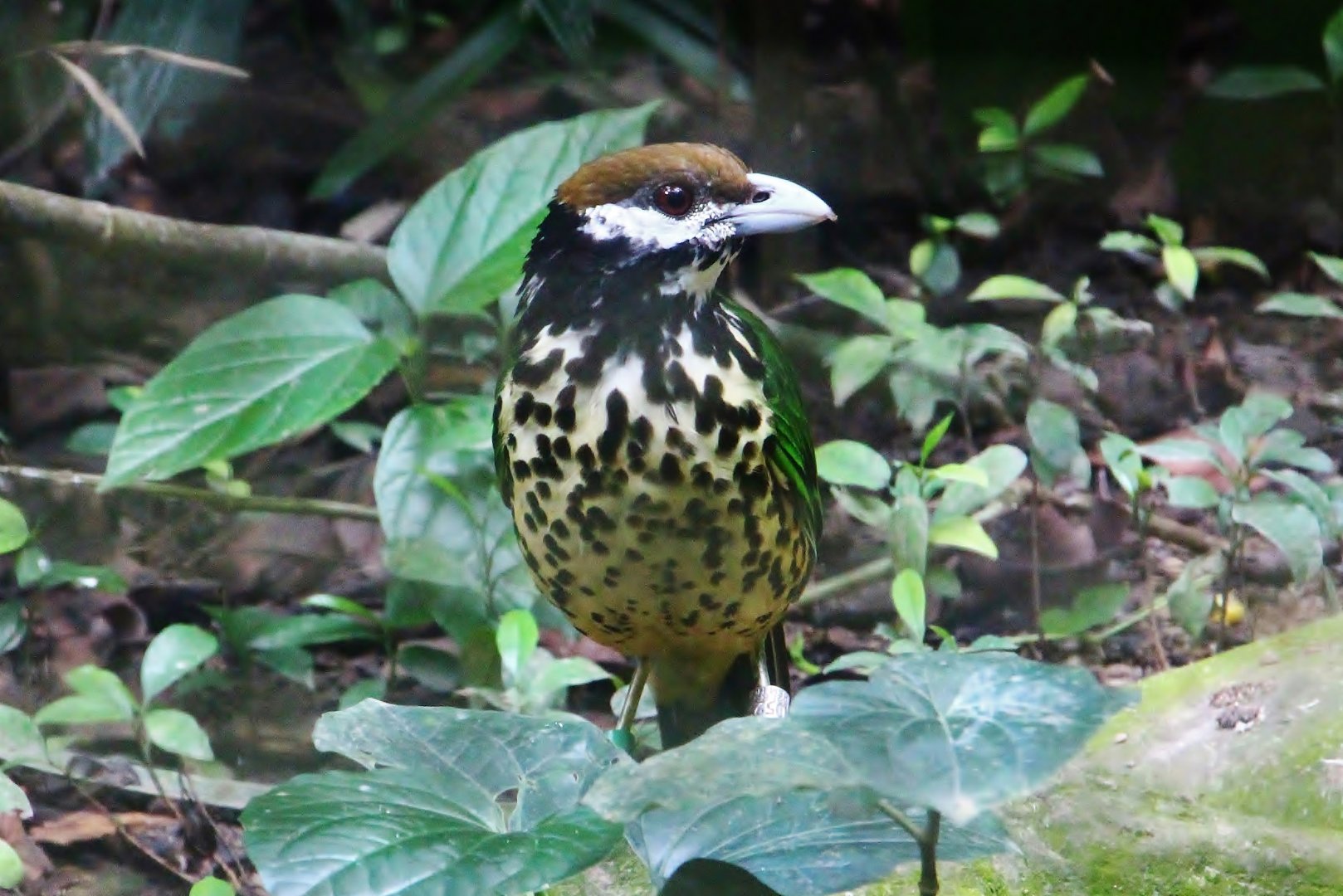 Wings of Asia - White-eared Catbird