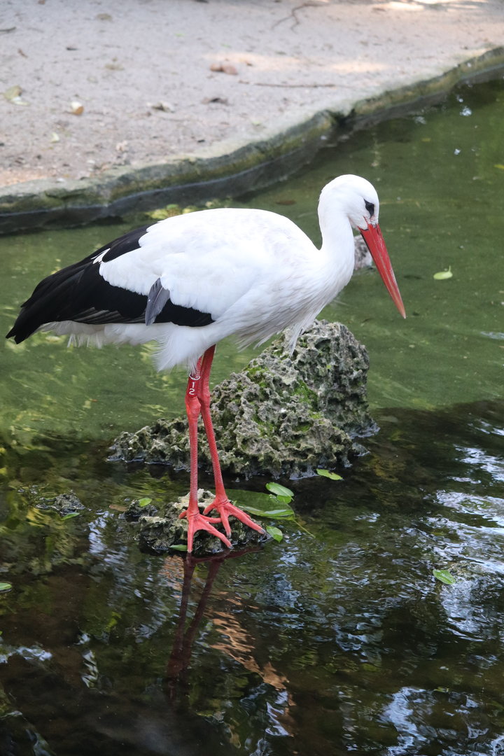 Wings of Asia - White Stork