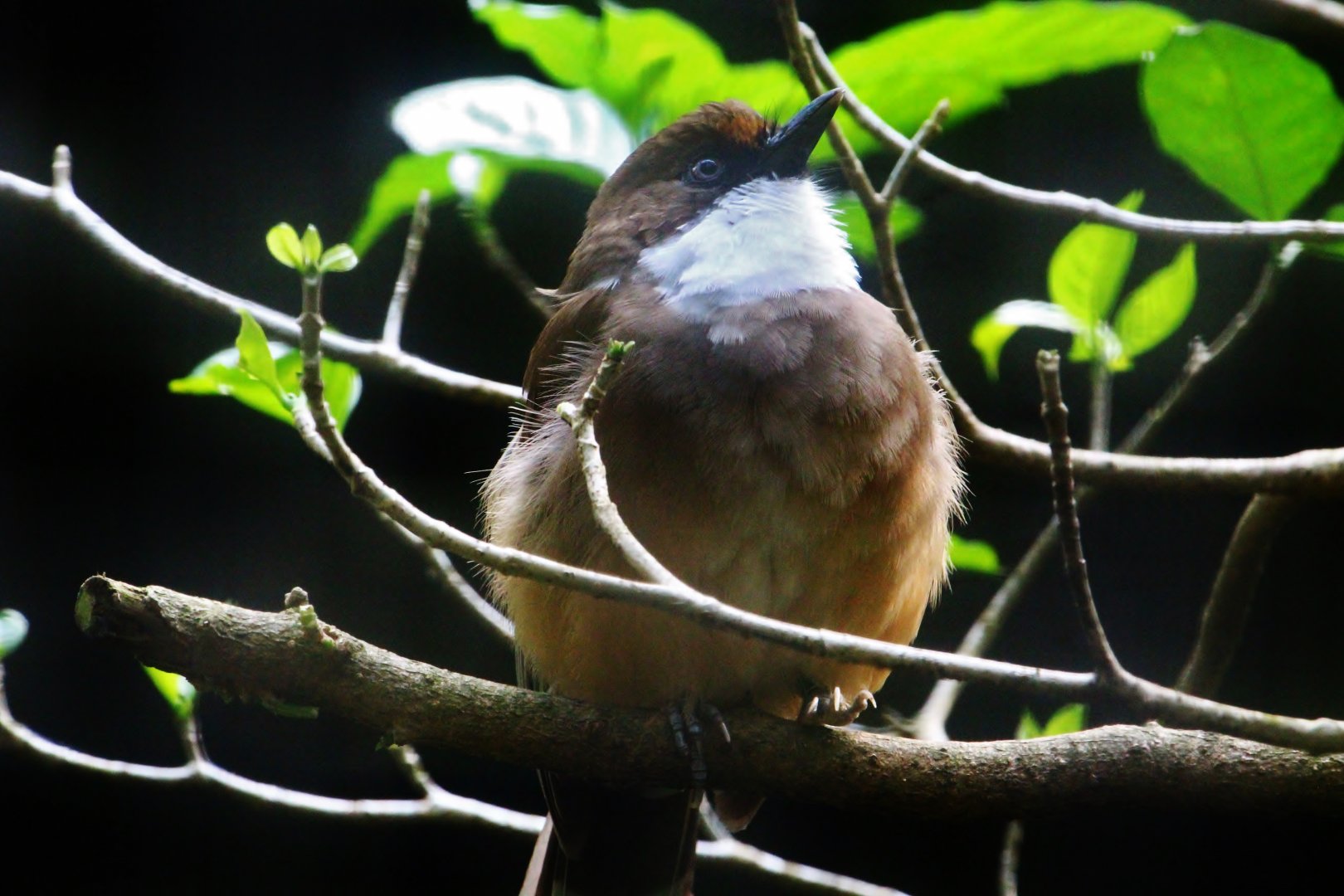 Wings of Asia - White-throated Laughingthrush (Garrulax albogularis)