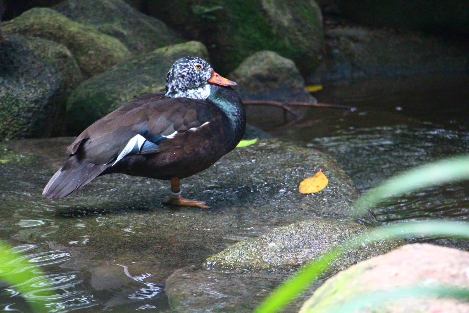 Wings of Asia - White-winged Wood Duck