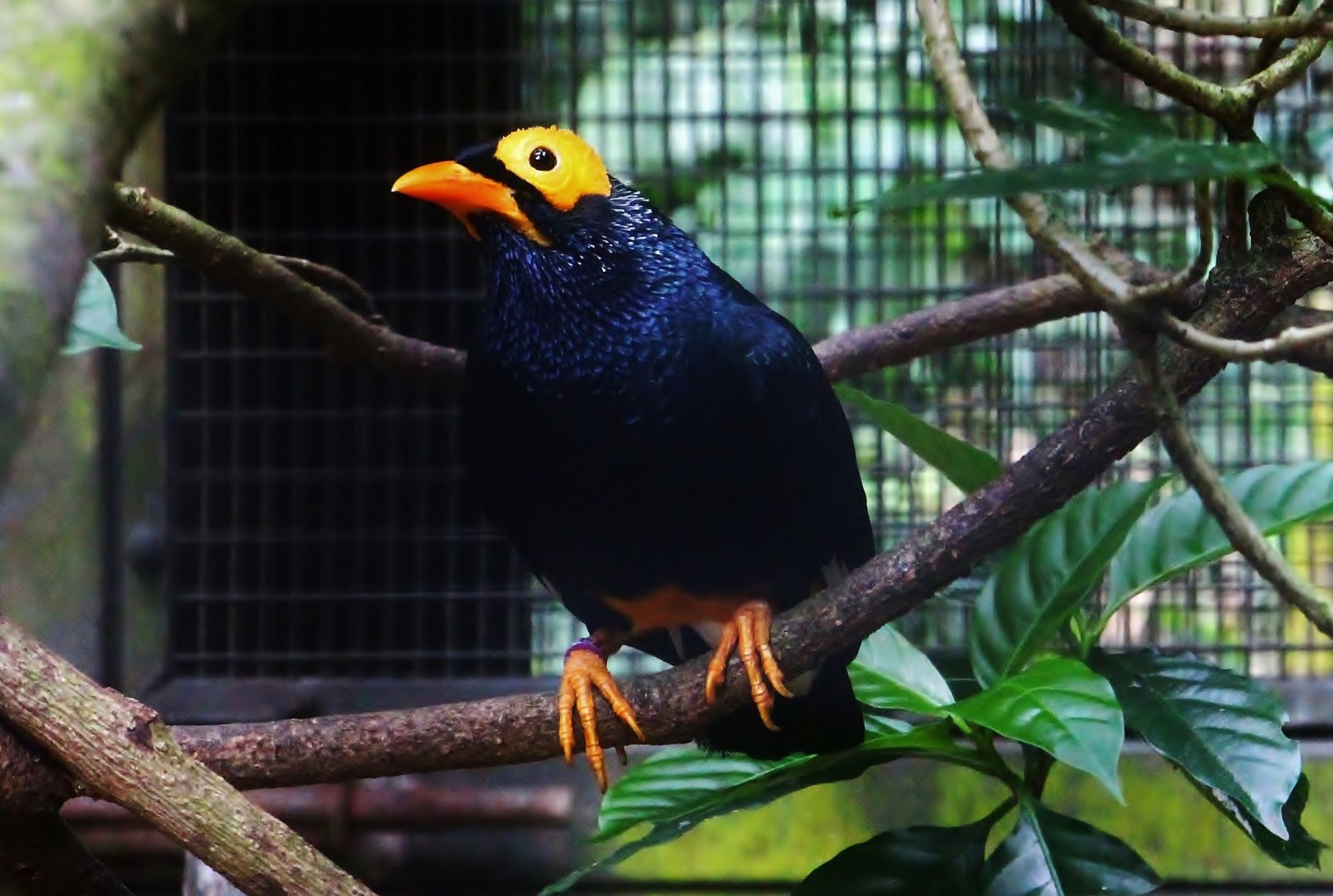 Wings of Asia - Yellow-faced Myna