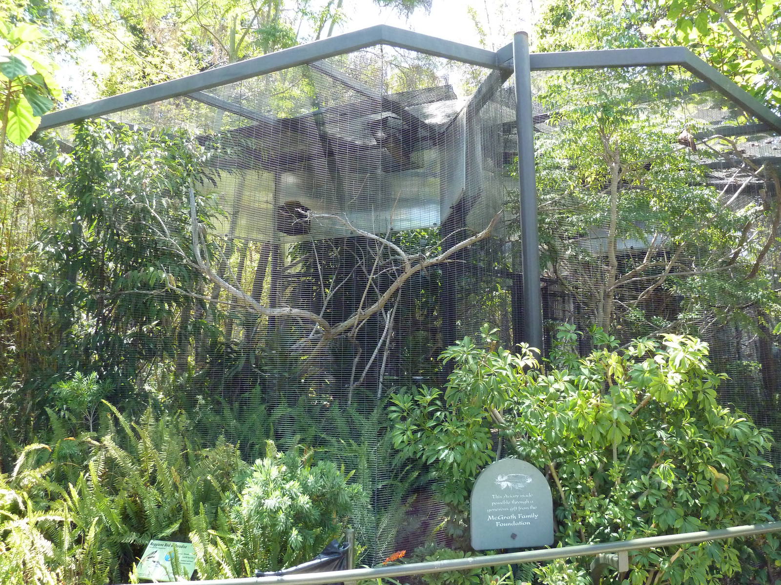 Wings Of Australasia - Raggiana Bird Of Paradise Aviary