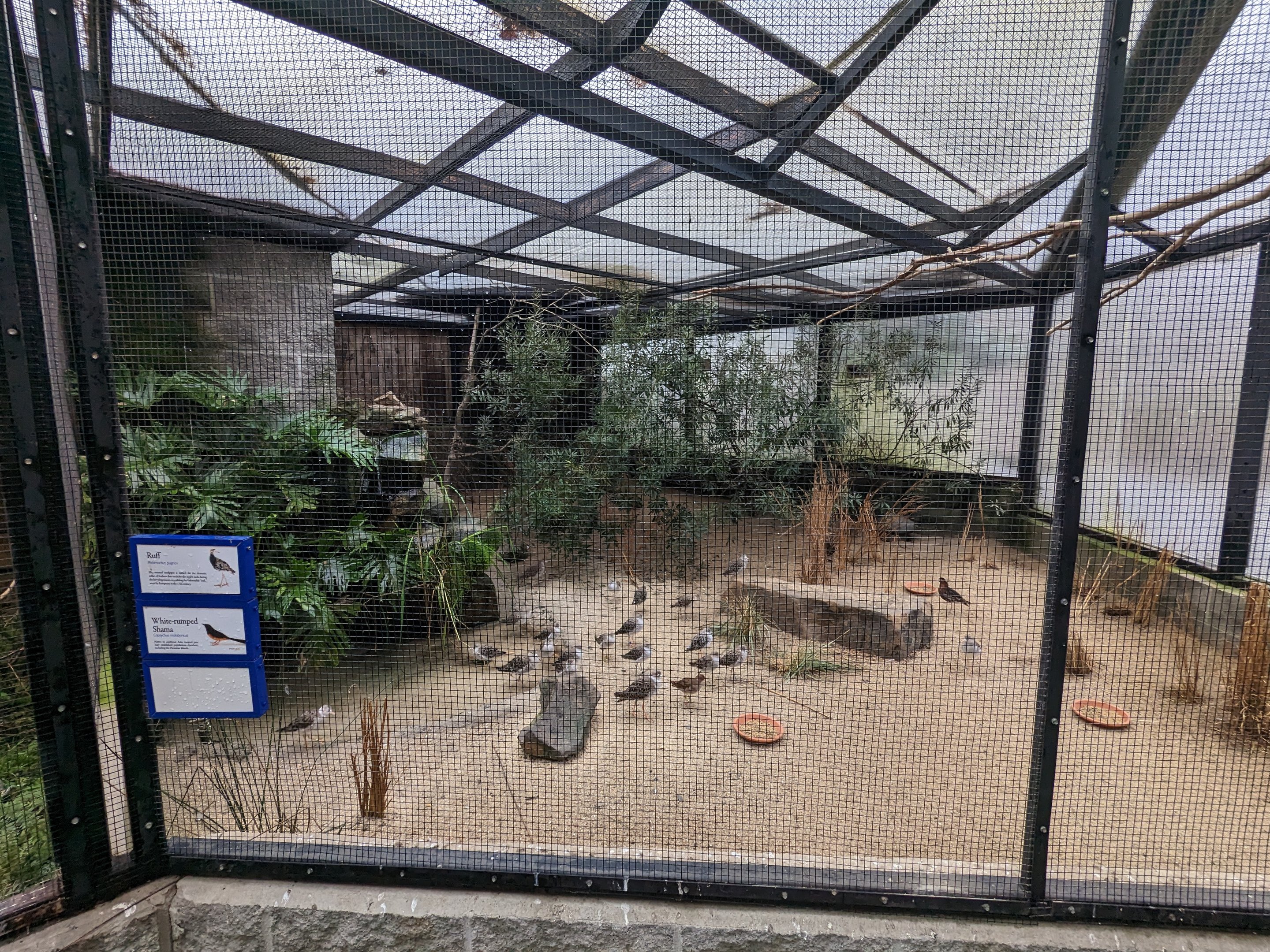 Wings of the Tropics 1st side aviary