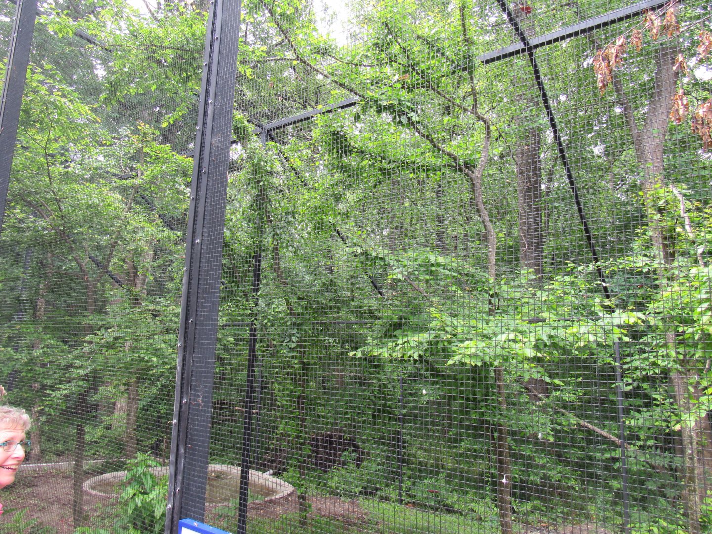 Wings of the Tropics- African Fish Eagle Aviary
