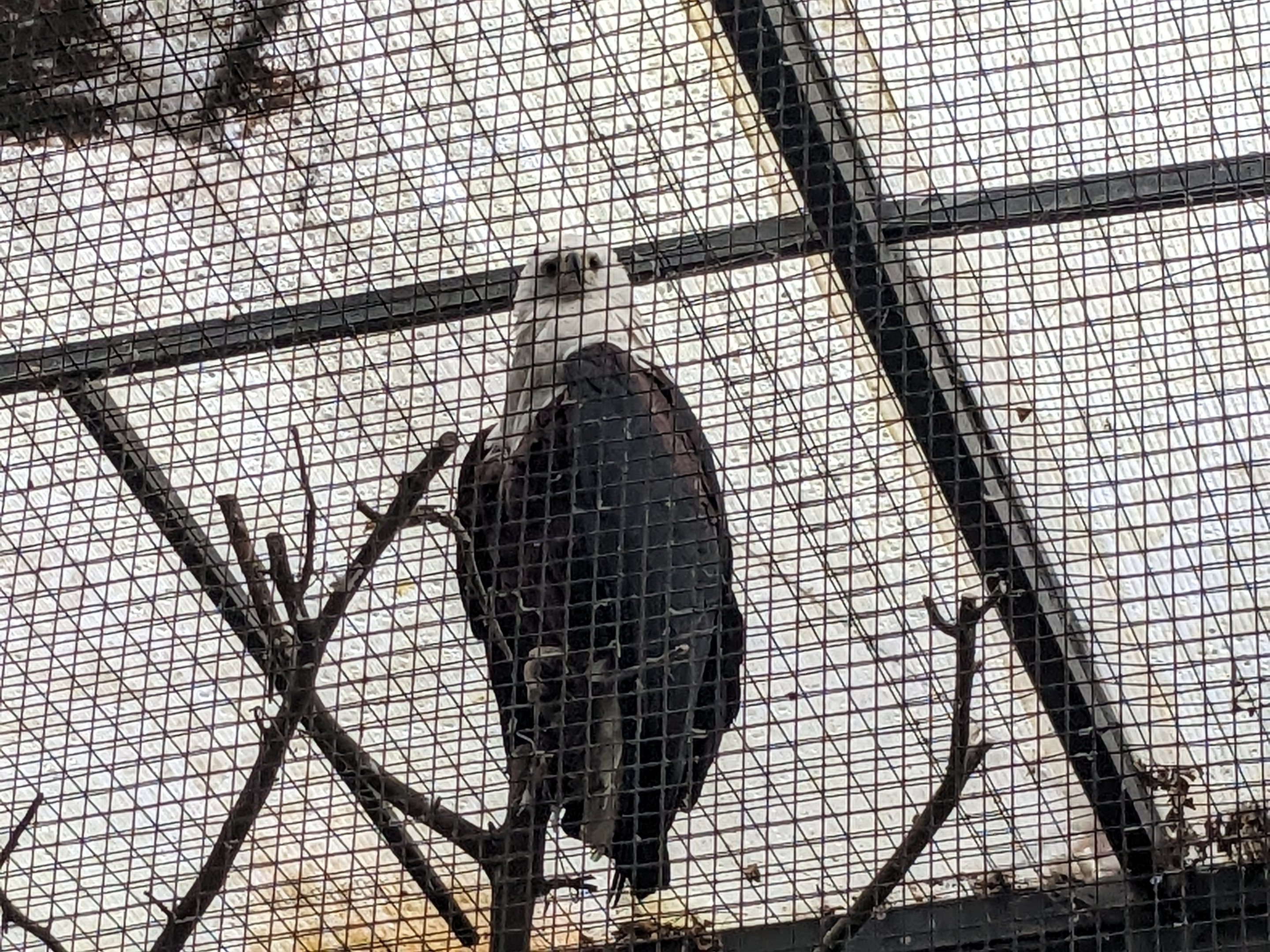 Wings of the Tropics - African fish eagle