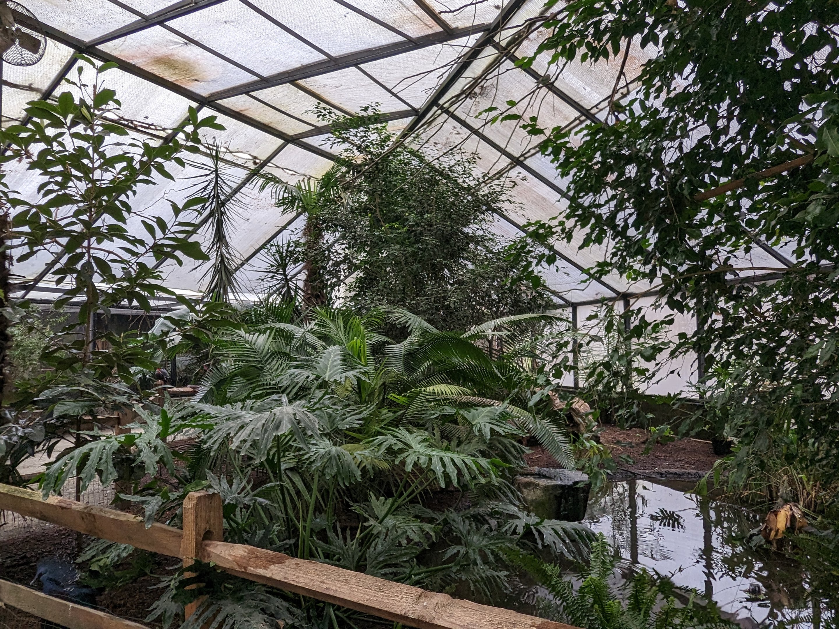 Wings of the Tropics aviary foliage