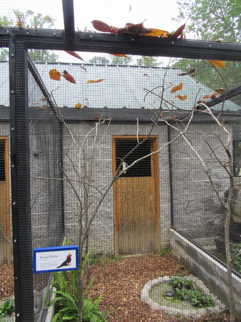 Wings of the Tropics- Bearded Barbet Aviary