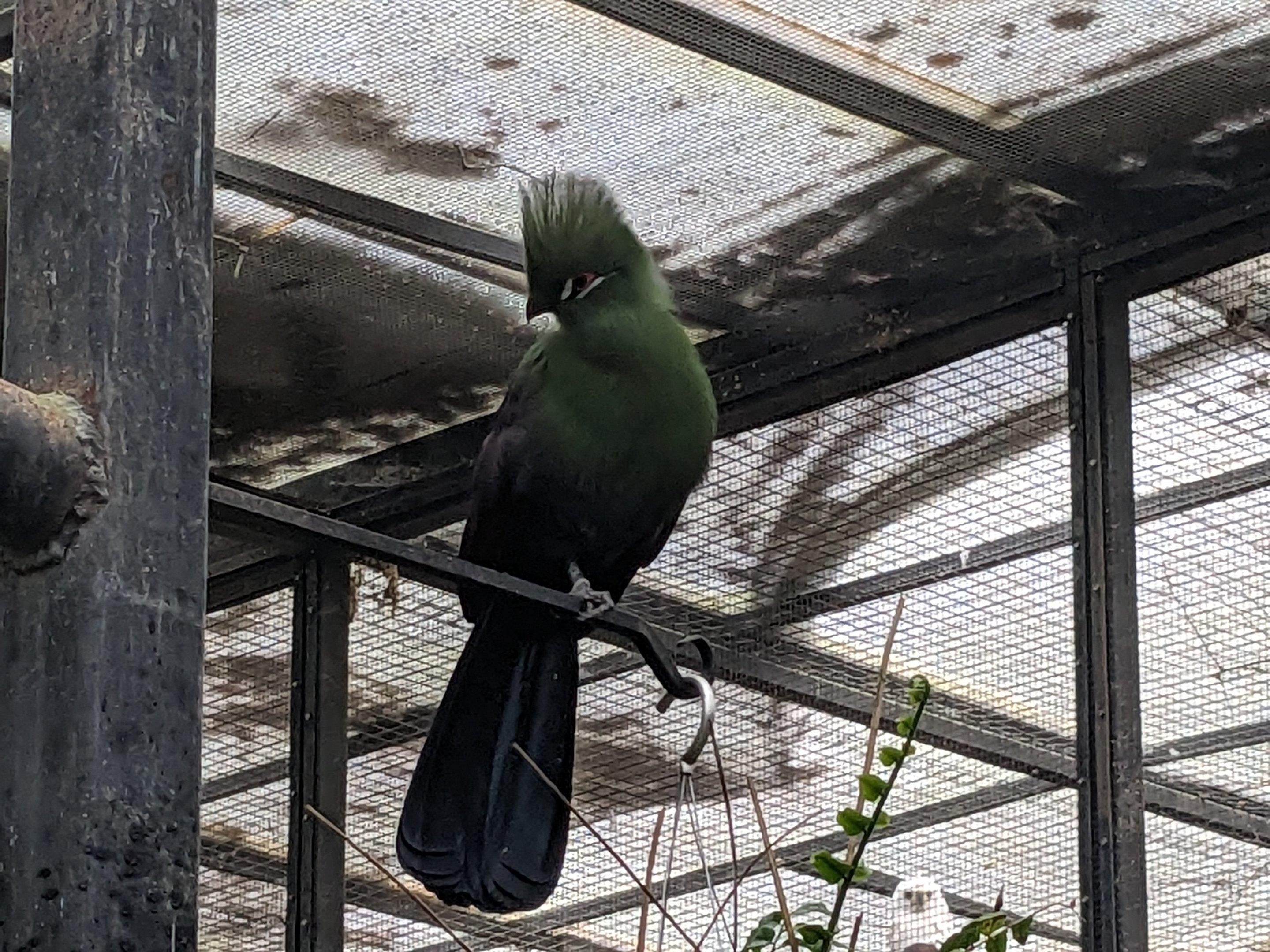 Wings of the Tropics - Guinea turaco