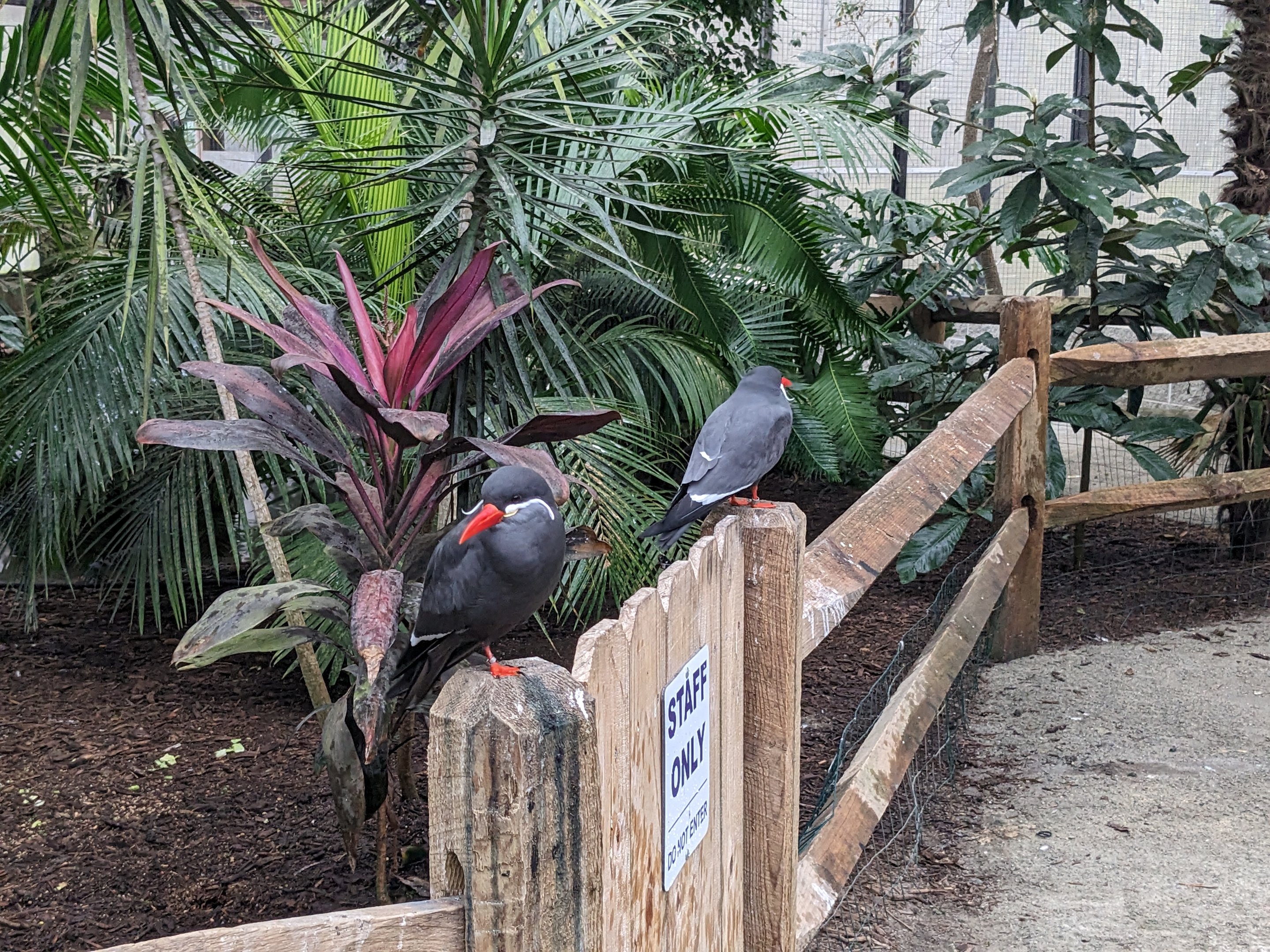 Wings of the Tropics  - Inca tern